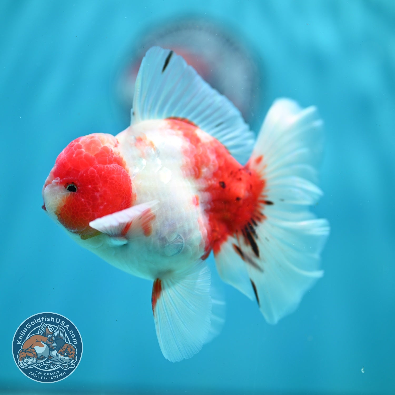 Sakura Orchid Tail Oranda 3.5 inch Body (260522_OR07)