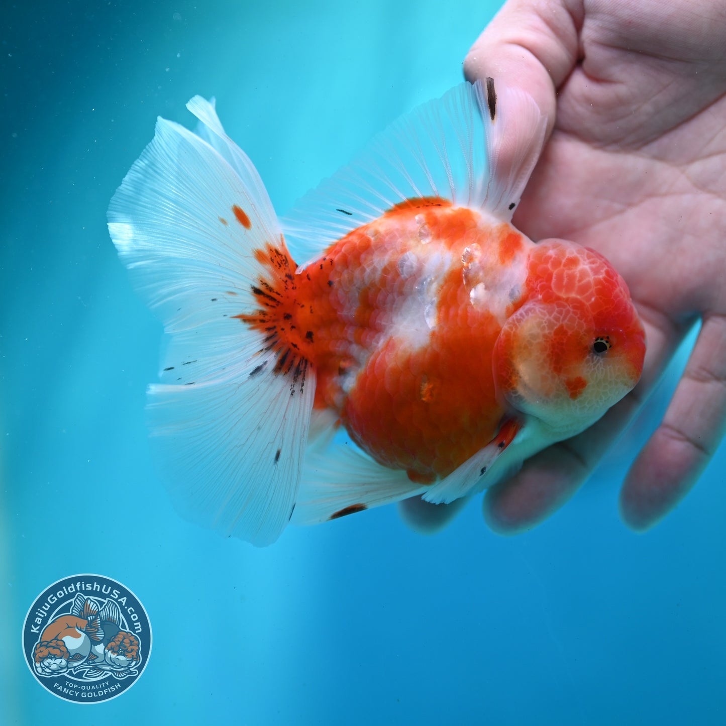 Sakura Orchid Tail Oranda 3.5 inch Body (260522_OR07)