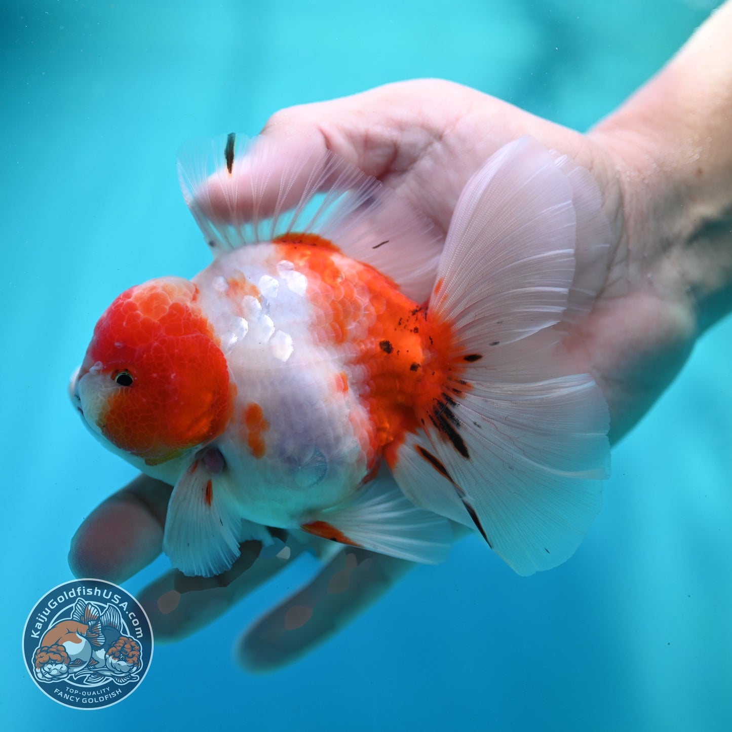 Sakura Orchid Tail Oranda 3.5 inch Body (260522_OR07)