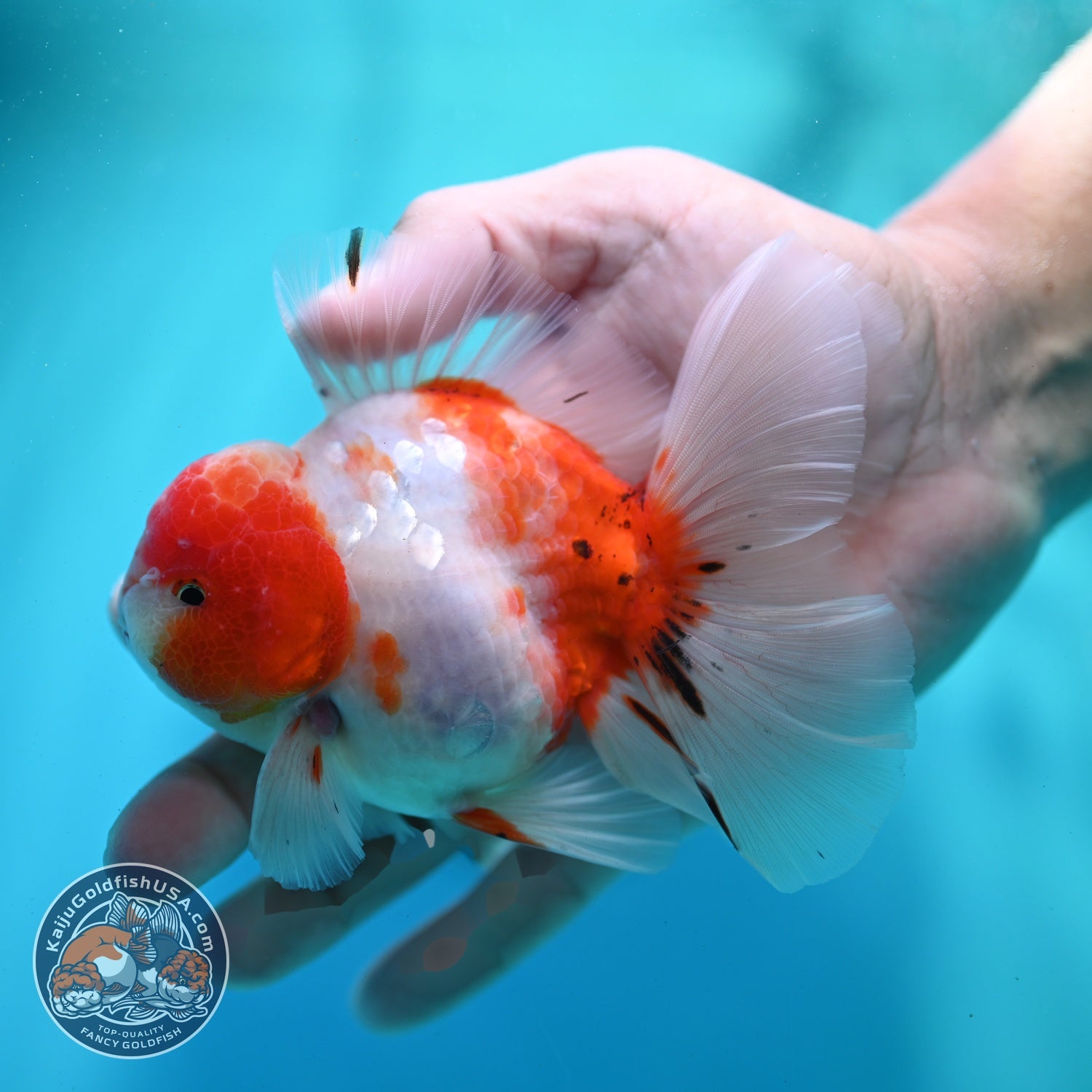 Sakura Orchid Tail Oranda 3.5 inch Body (260522_OR07)