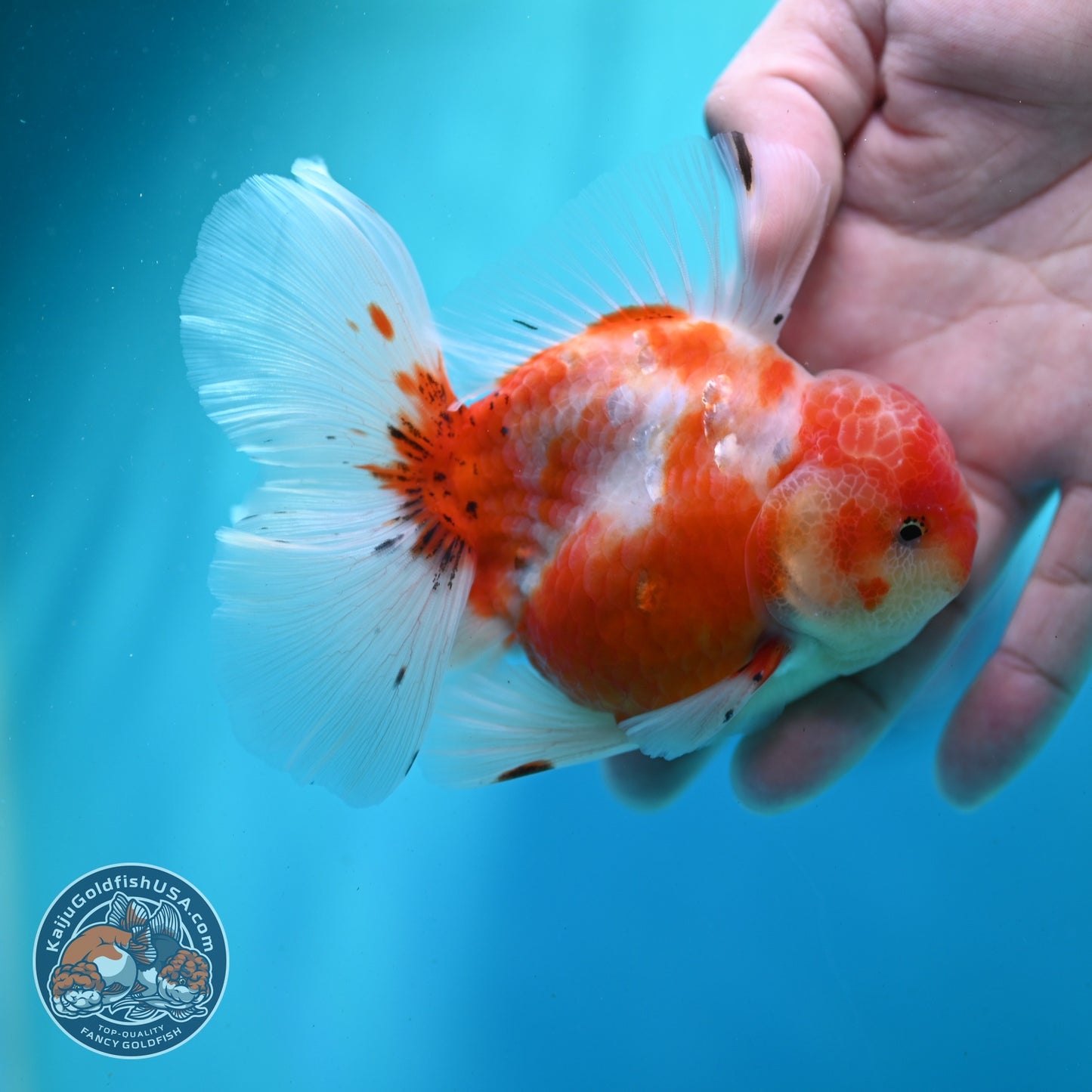 Sakura Orchid Tail Oranda 3.5 inch Body (260522_OR07)