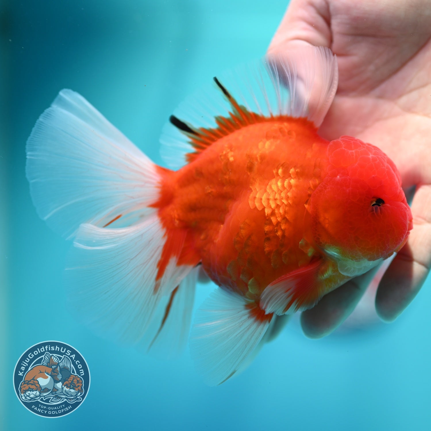Sakura Orchid Tail Oranda 3.5 inch Body (260605_OR02)