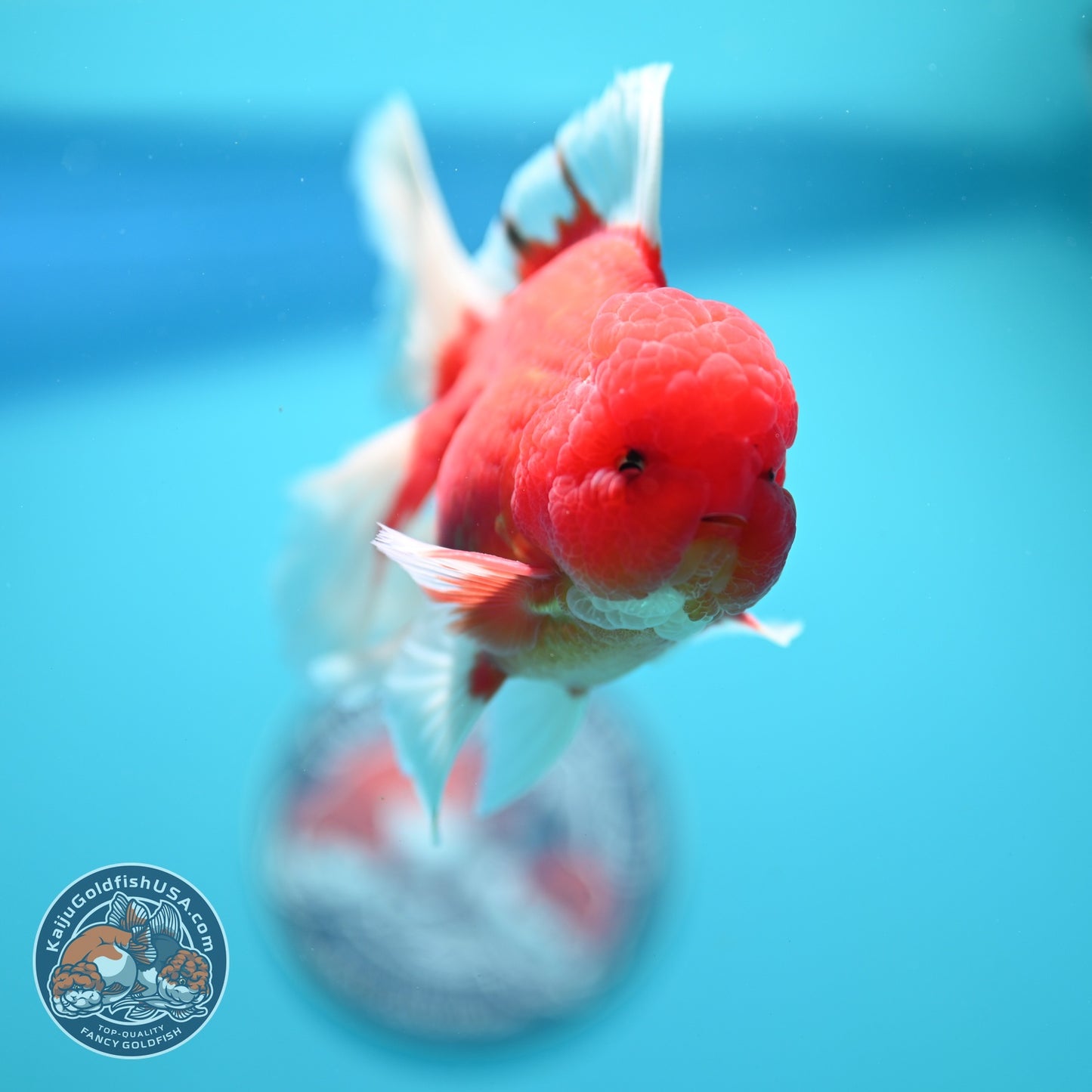 Sakura Orchid Tail Oranda 3.5 inch Body (260605_OR02)