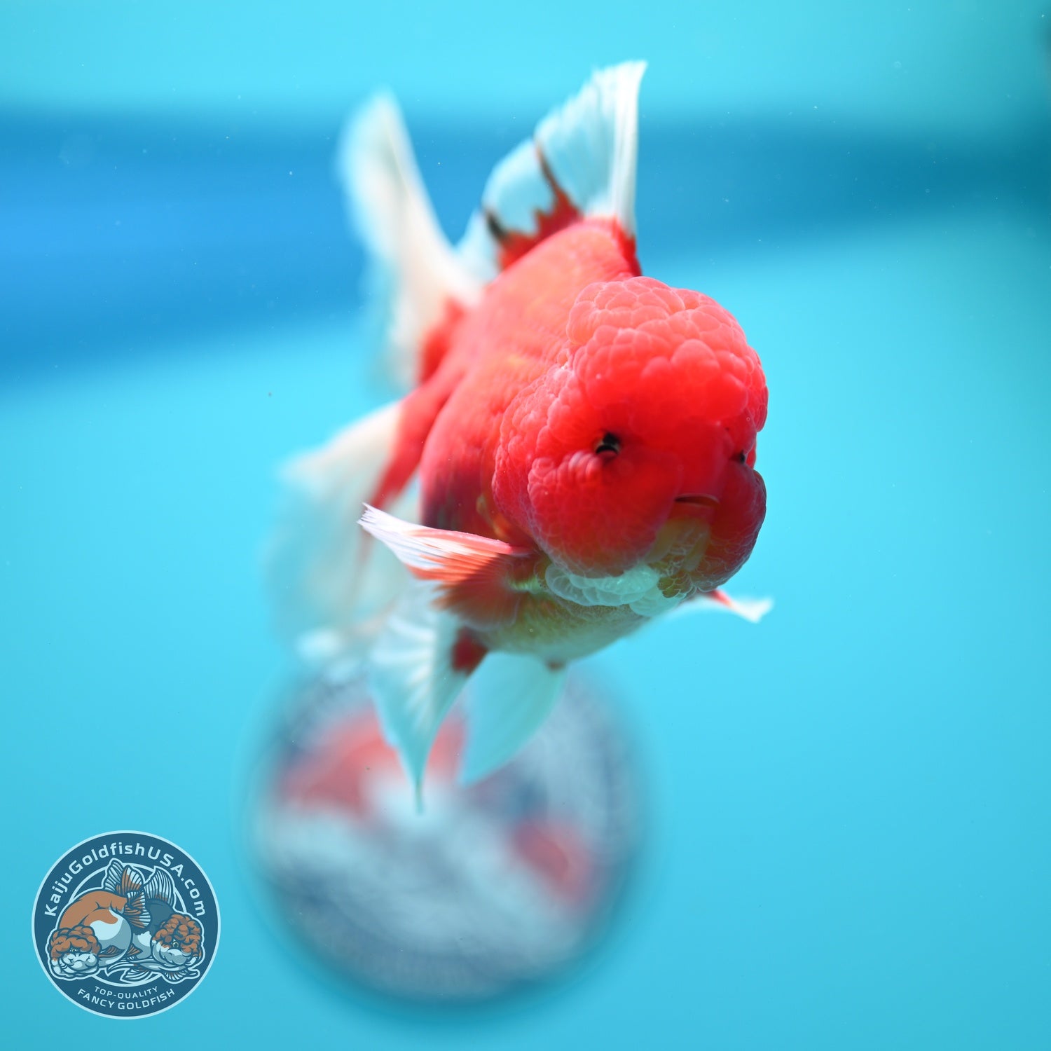 Sakura Orchid Tail Oranda 3.5 inch Body (260605_OR02)