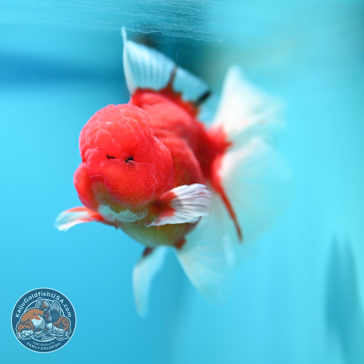 Sakura Orchid Tail Oranda 3.5 inch Body (260605_OR02)
