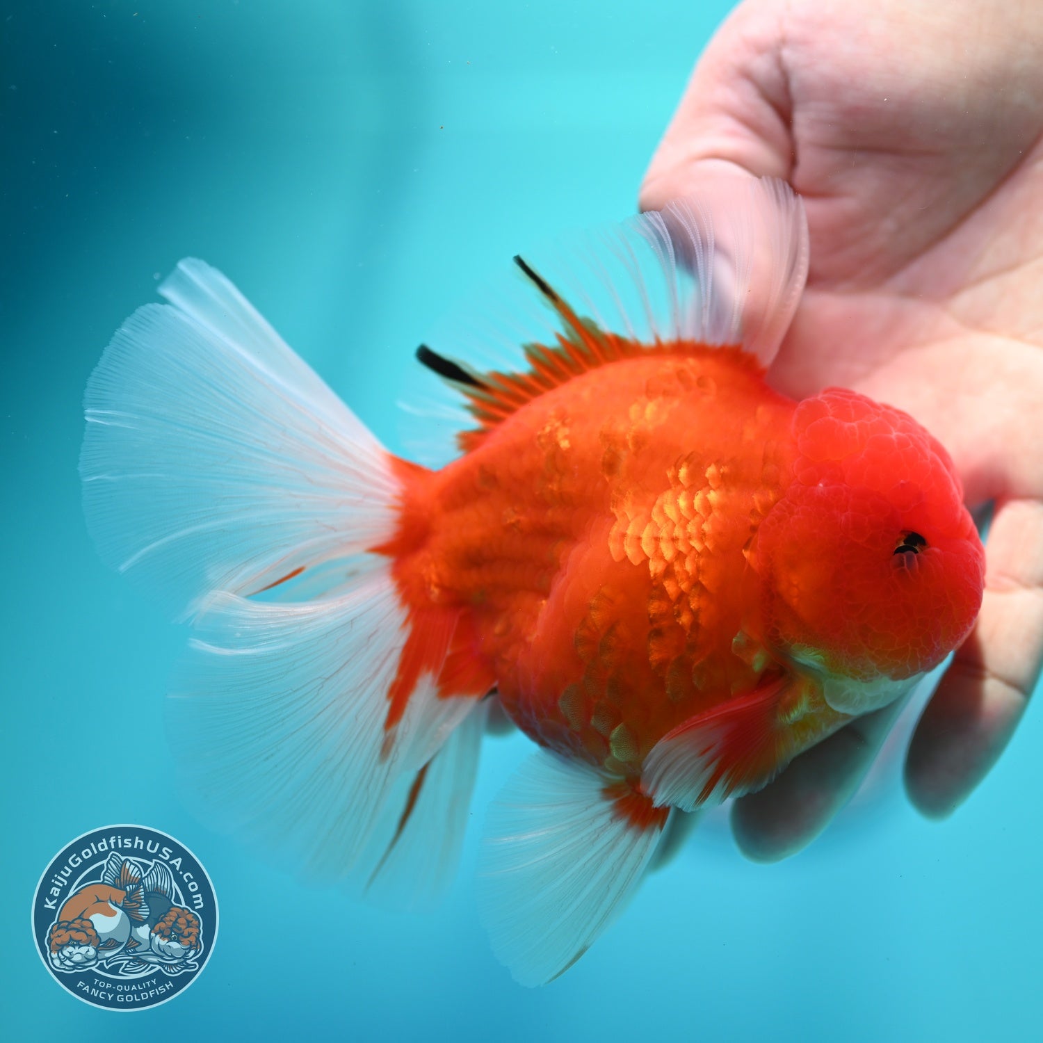 Sakura Orchid Tail Oranda 3.5 inch Body (260605_OR02)