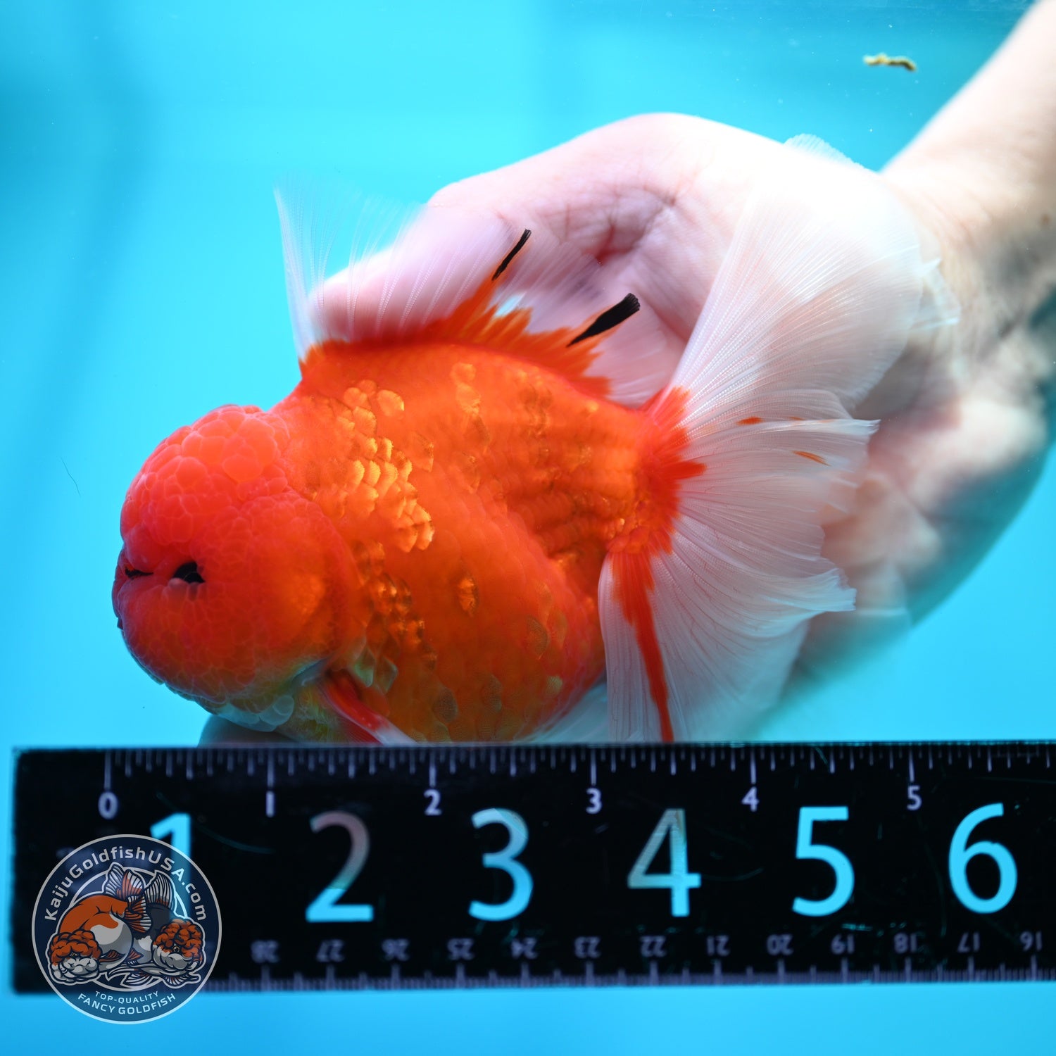Sakura Orchid Tail Oranda 3.5 inch Body (260605_OR02)