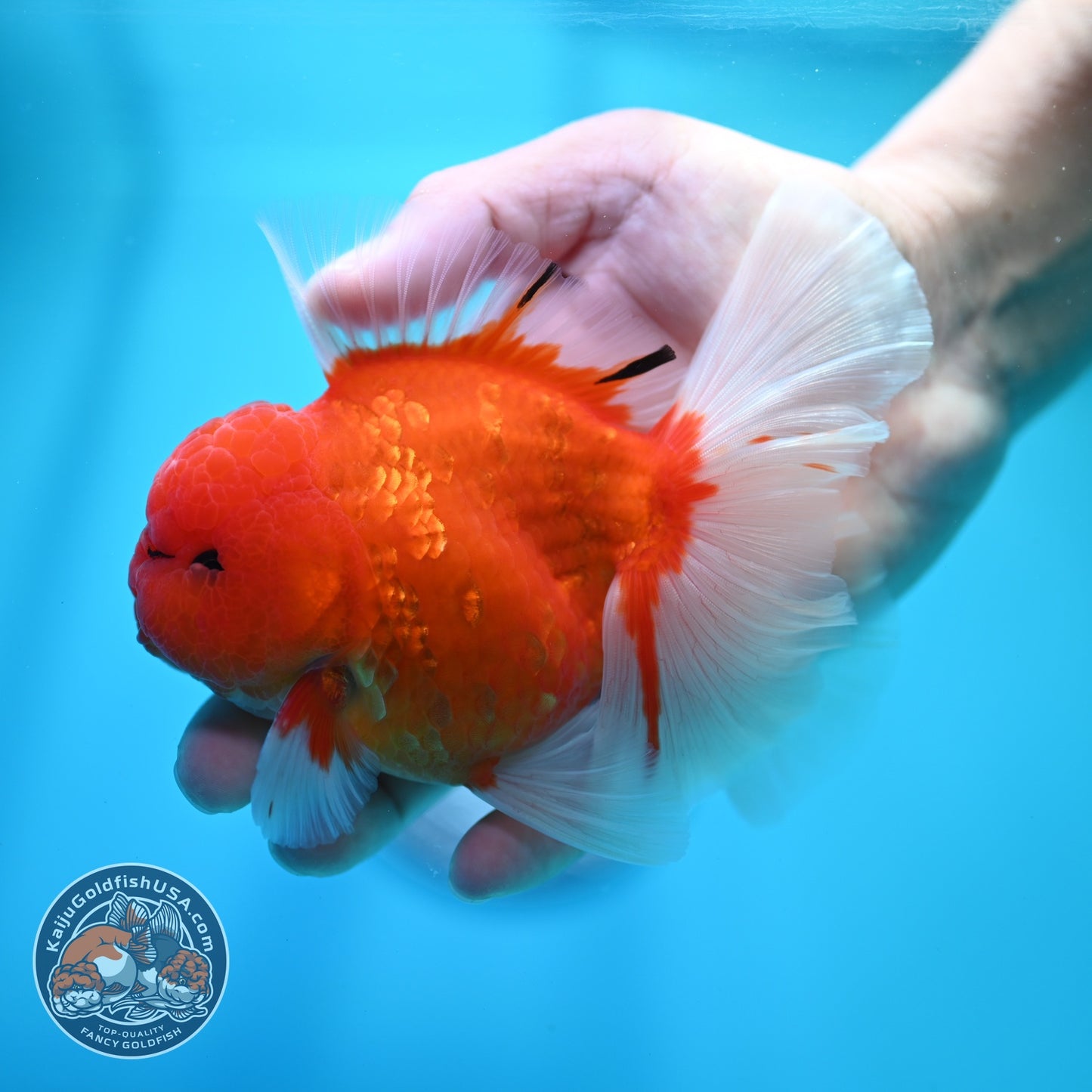 Sakura Orchid Tail Oranda 3.5 inch Body (260605_OR02)