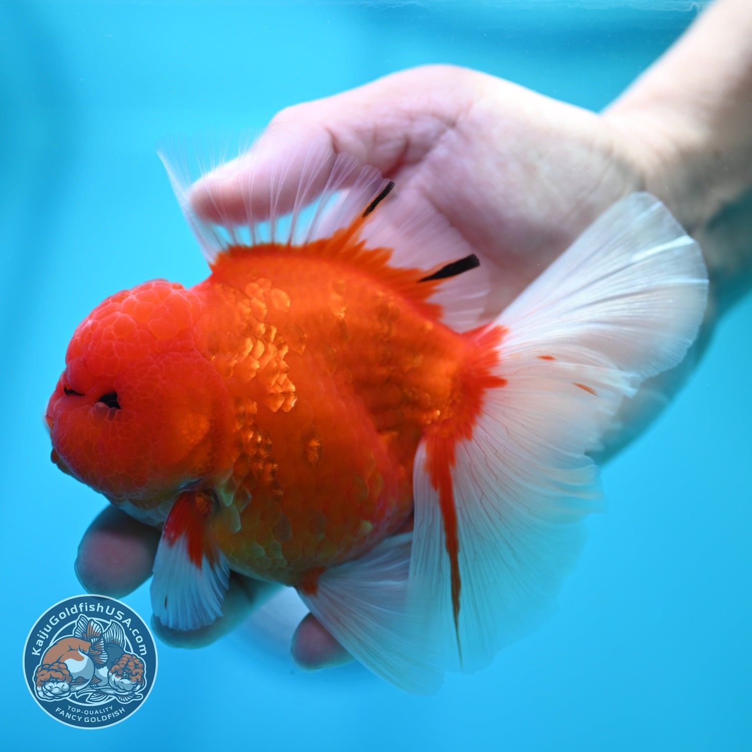 Sakura Orchid Tail Oranda 3.5 inch Body (260605_OR02)