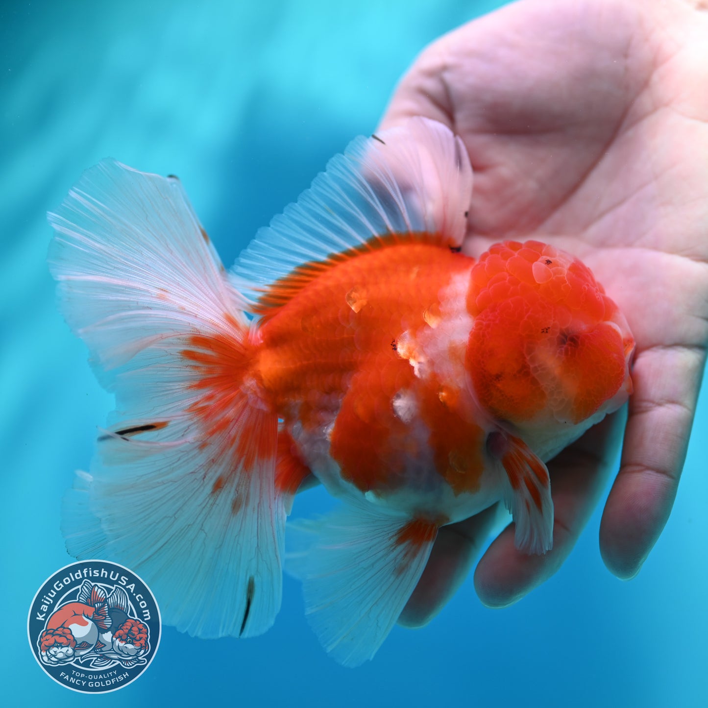 Sakura Orchid Tail Oranda 3.8 inch Body (260501_OR13)