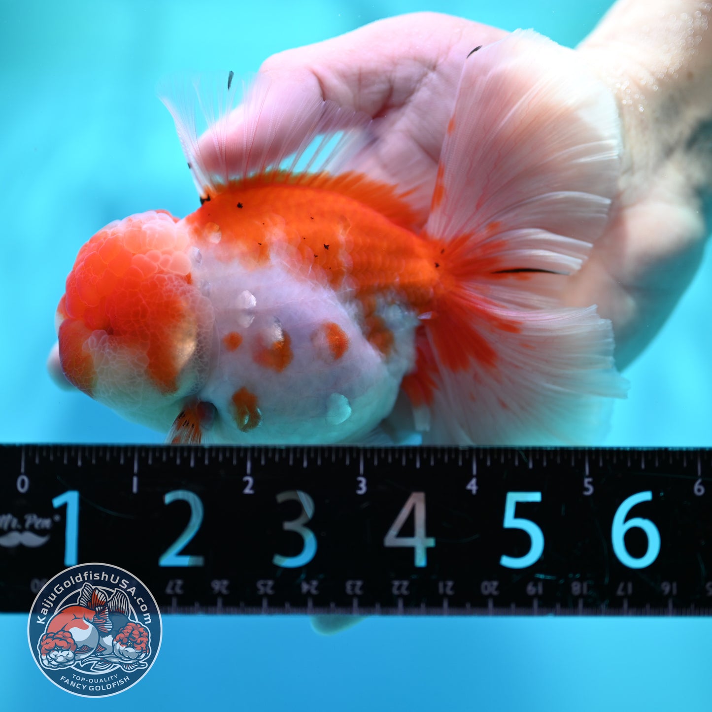 Sakura Orchid Tail Oranda 3.8 inch Body (260501_OR13)