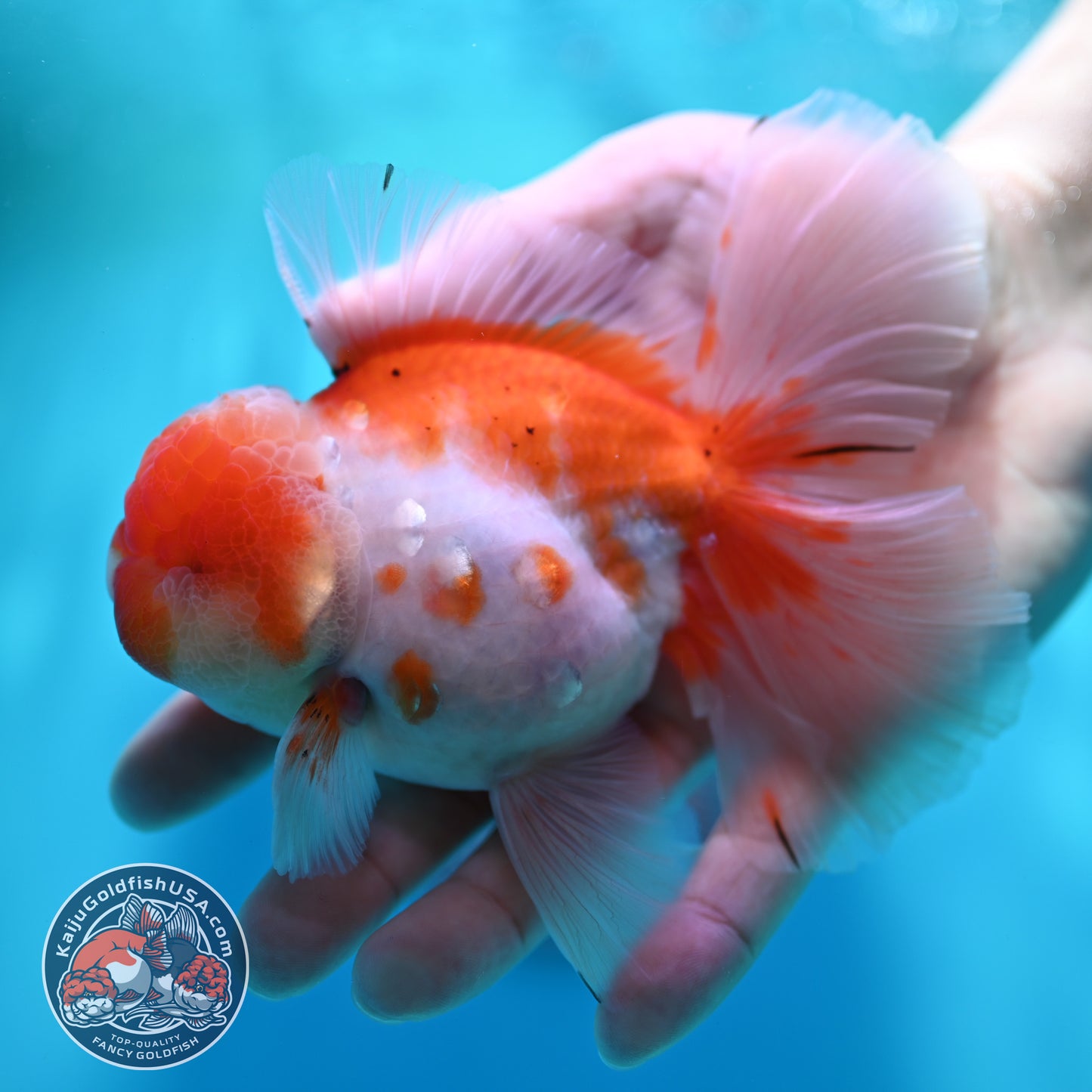 Sakura Orchid Tail Oranda 3.8 inch Body (260501_OR13)