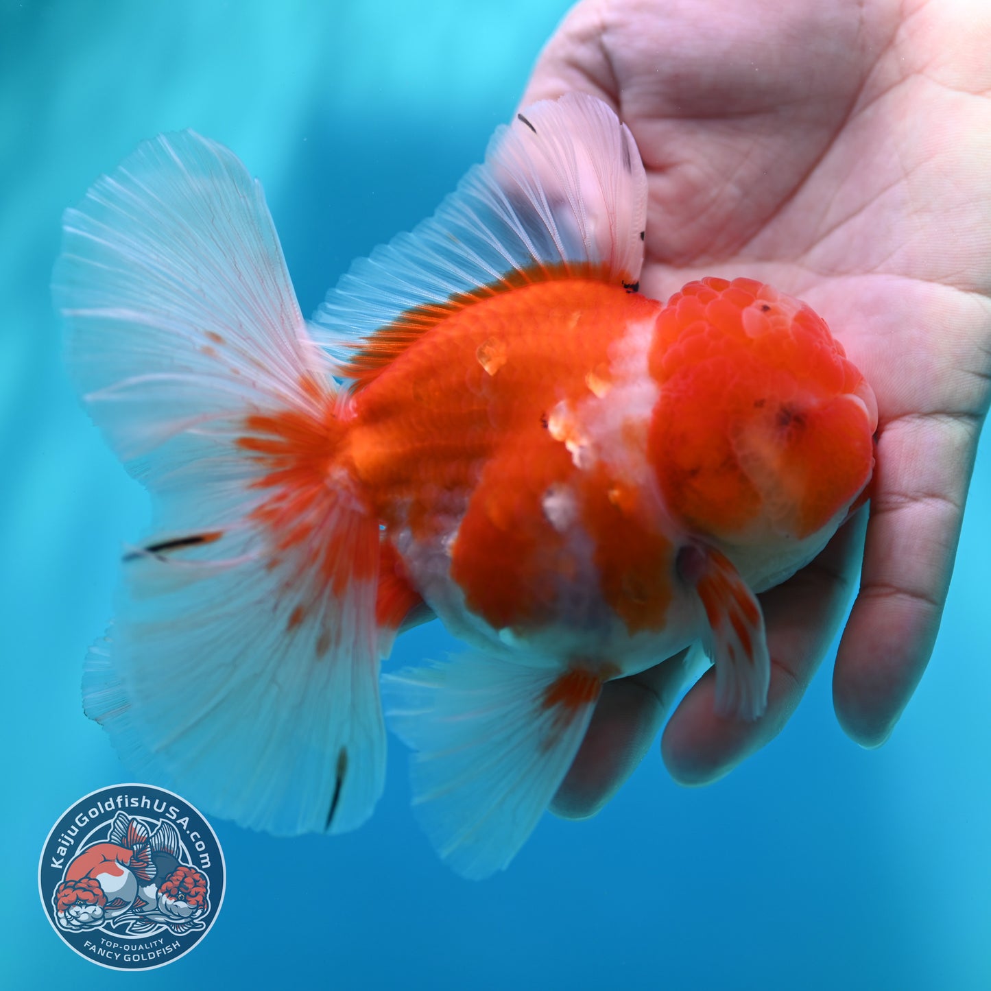 Sakura Orchid Tail Oranda 3.8 inch Body (260501_OR13)
