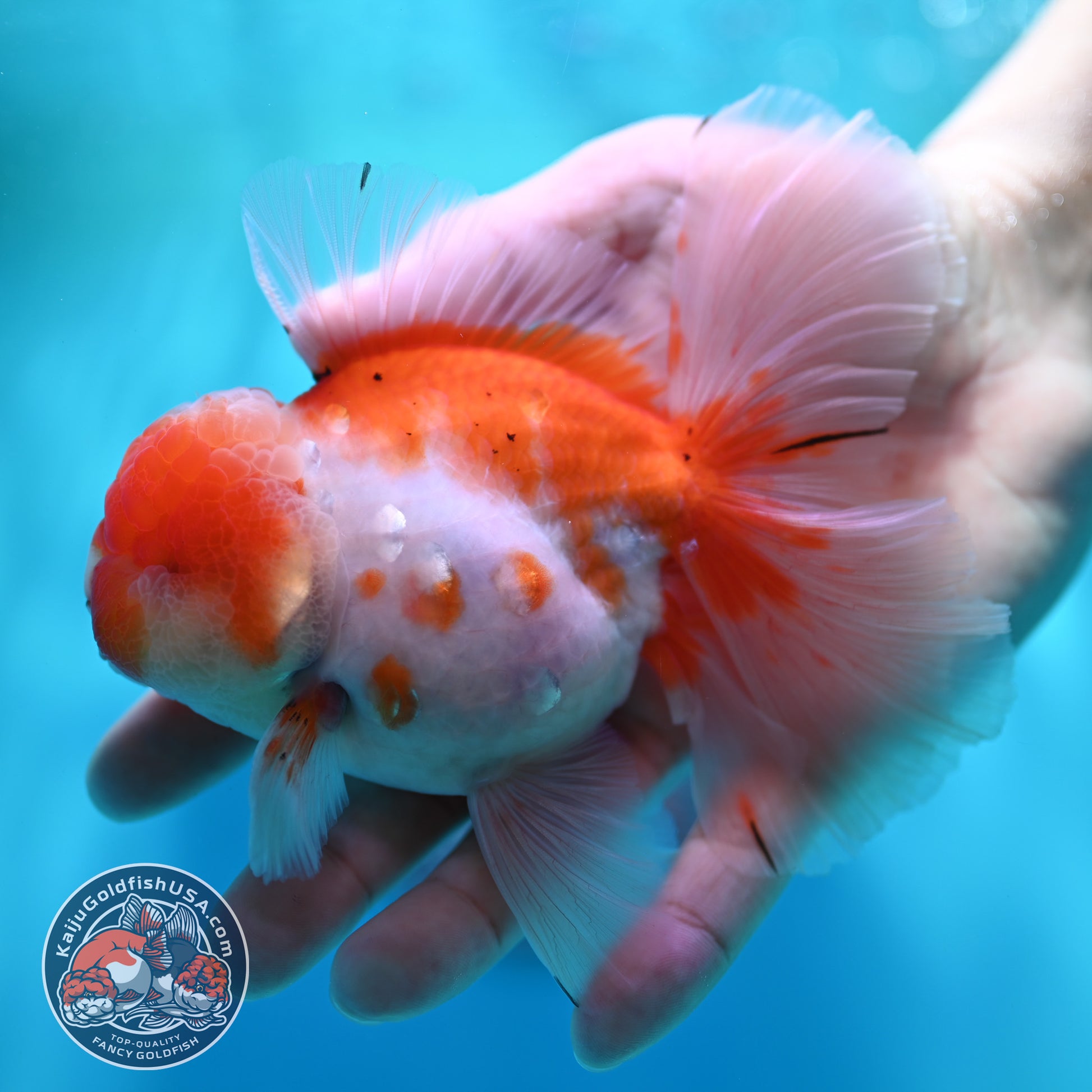 Sakura Orchid Tail Oranda 3.8 inch Body (260501_OR13)