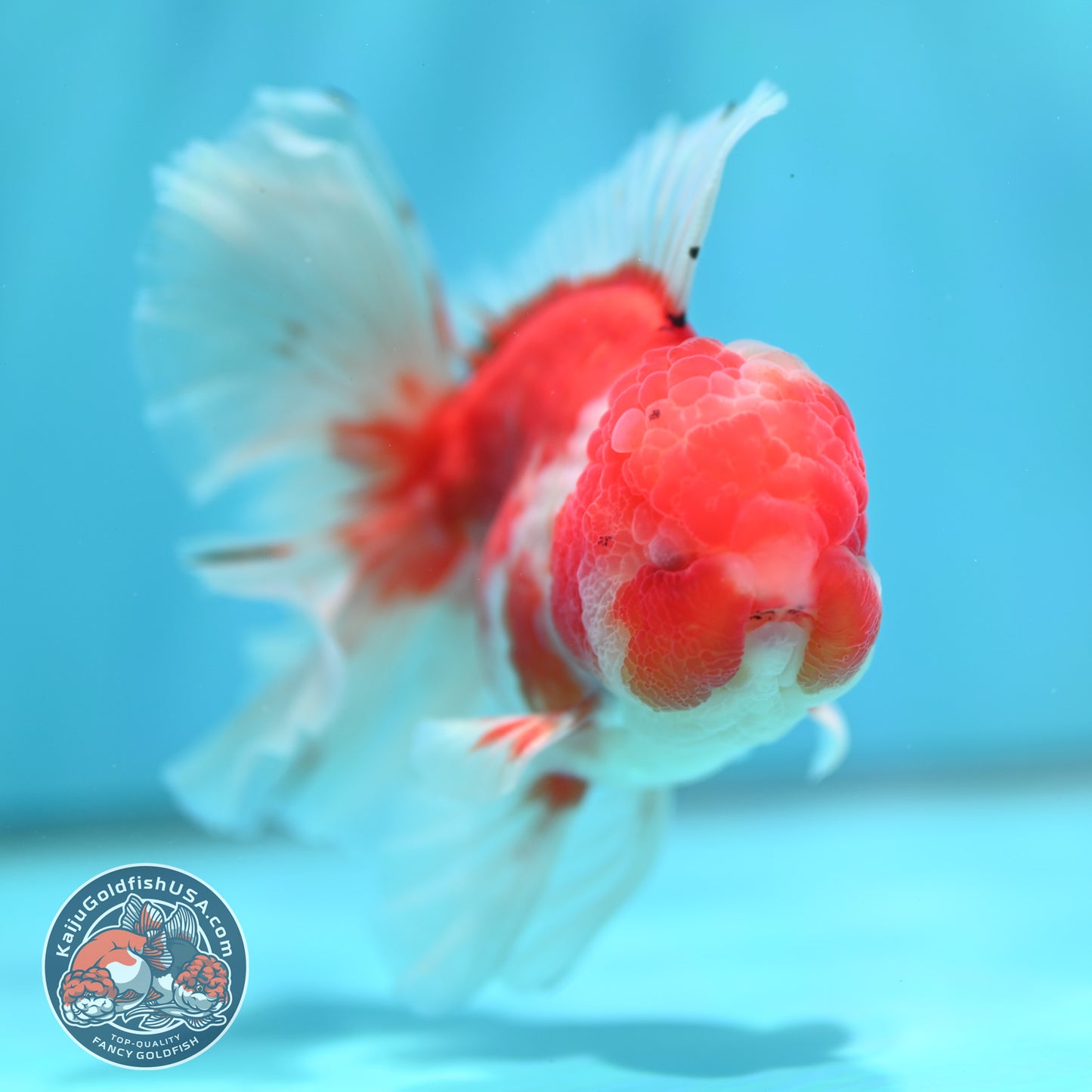 Sakura Orchid Tail Oranda 3.8 inch Body (260501_OR13)