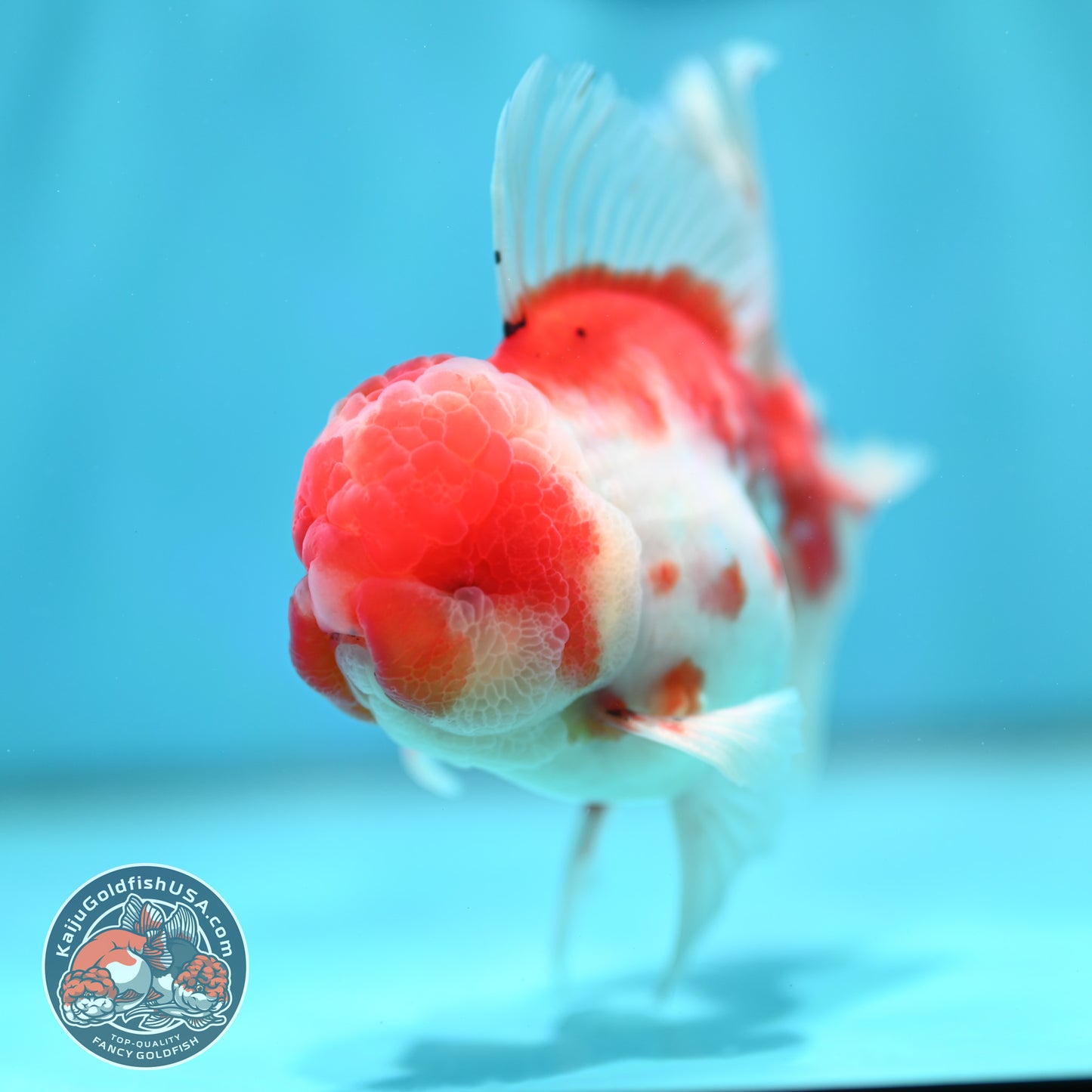 Sakura Orchid Tail Oranda 3.8 inch Body (260501_OR13)