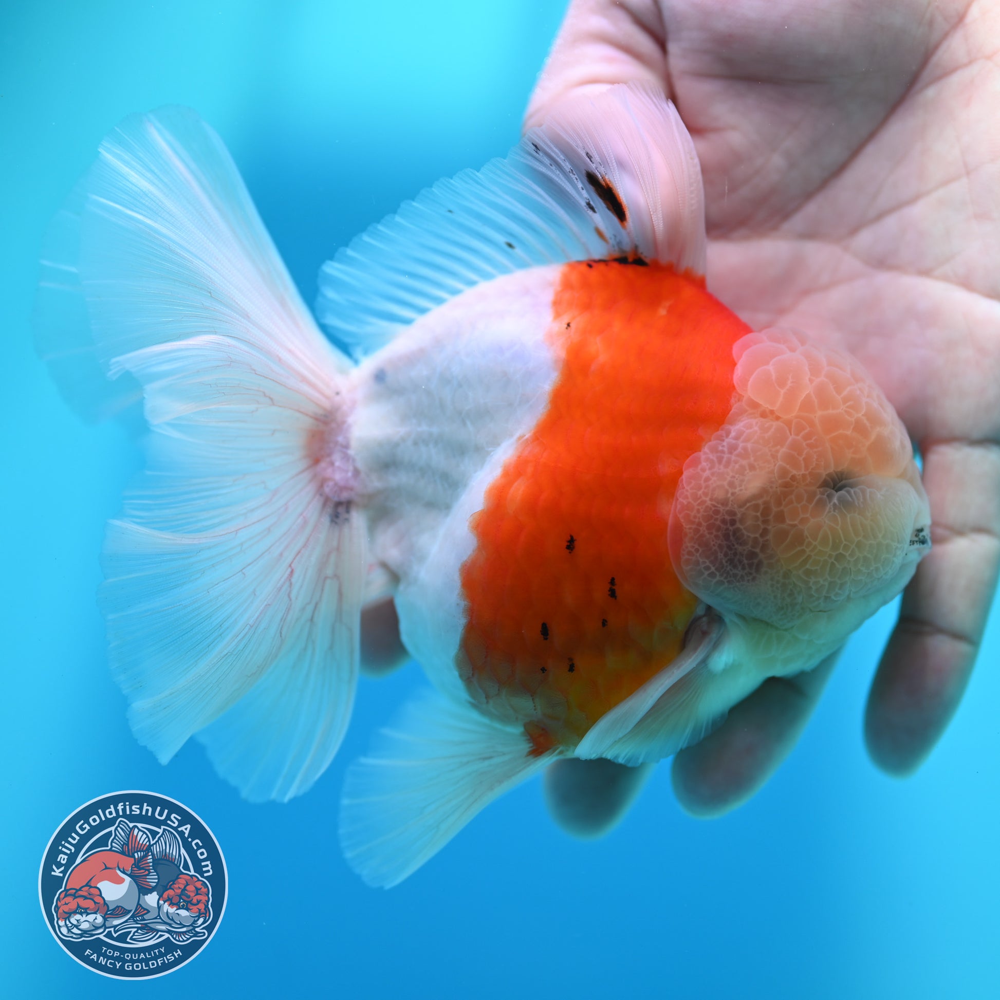 Sakura Orchid Tail Oranda 4 inch Body (260501_OR15)