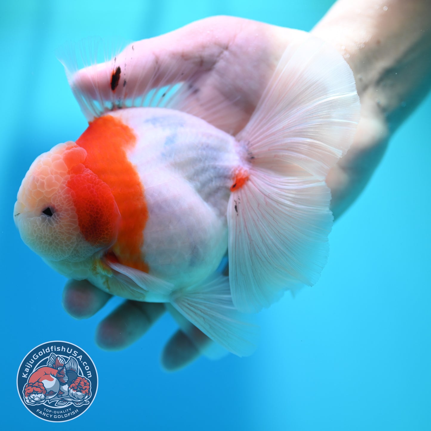 Sakura Orchid Tail Oranda 4 inch Body (260501_OR15)