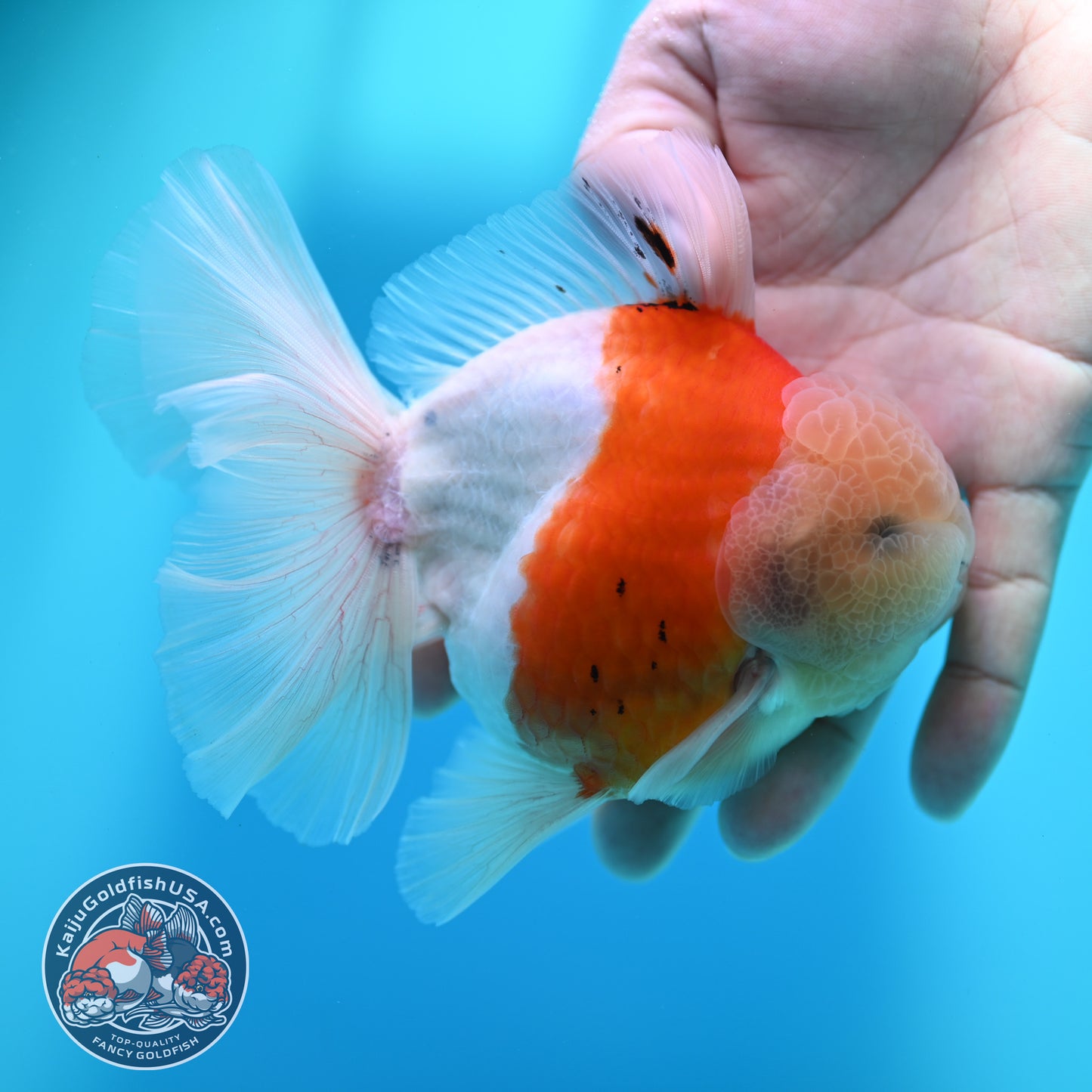 Sakura Orchid Tail Oranda 4 inch Body (260501_OR15)