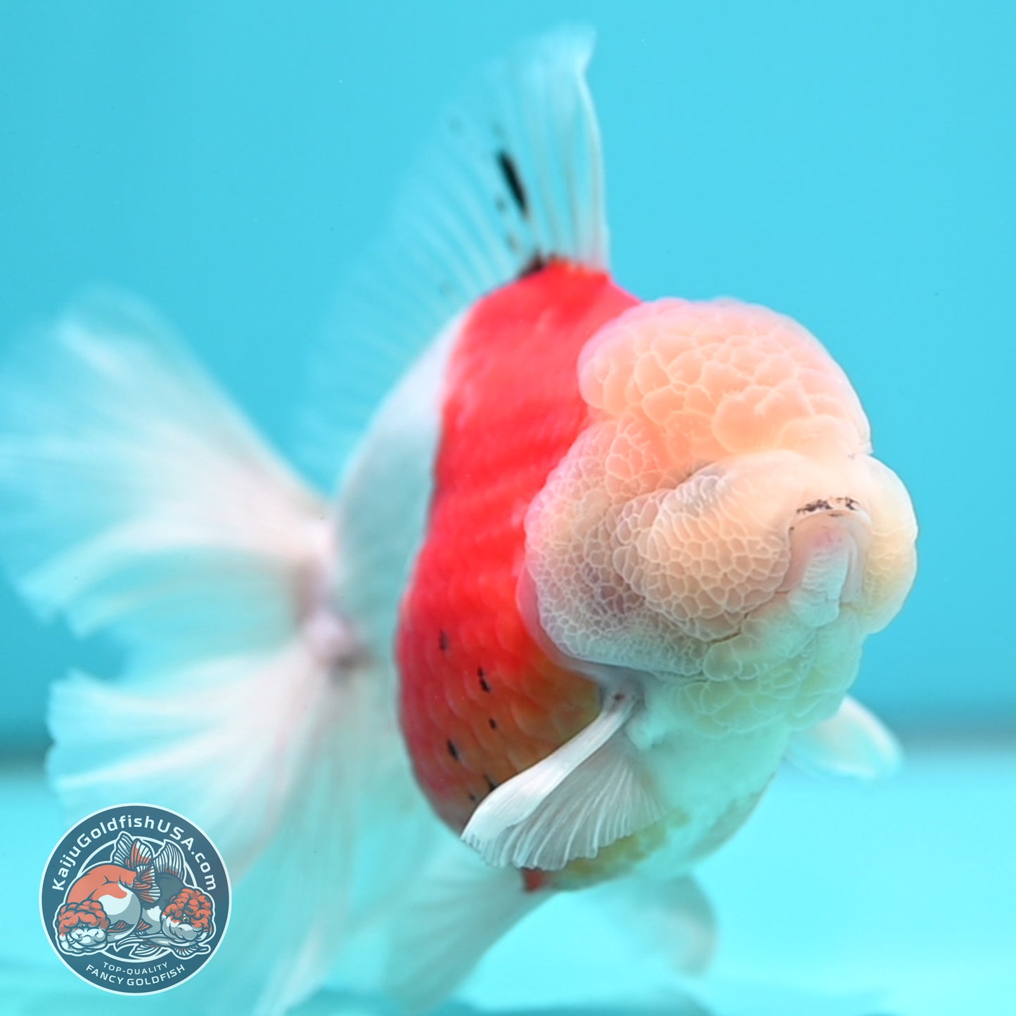 Sakura Orchid Tail Oranda 4 inch Body (260501_OR15)