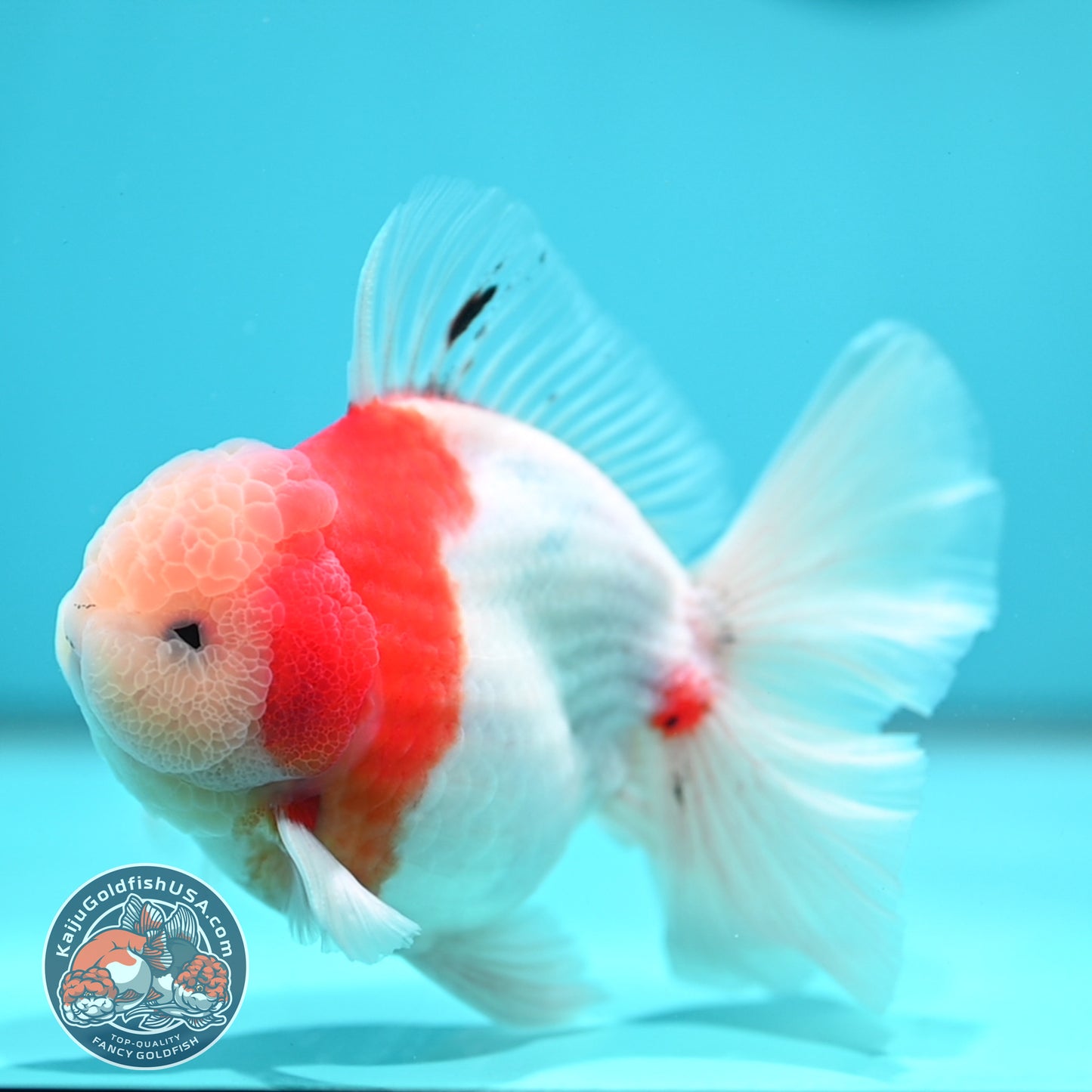 Sakura Orchid Tail Oranda 4 inch Body (260501_OR15)