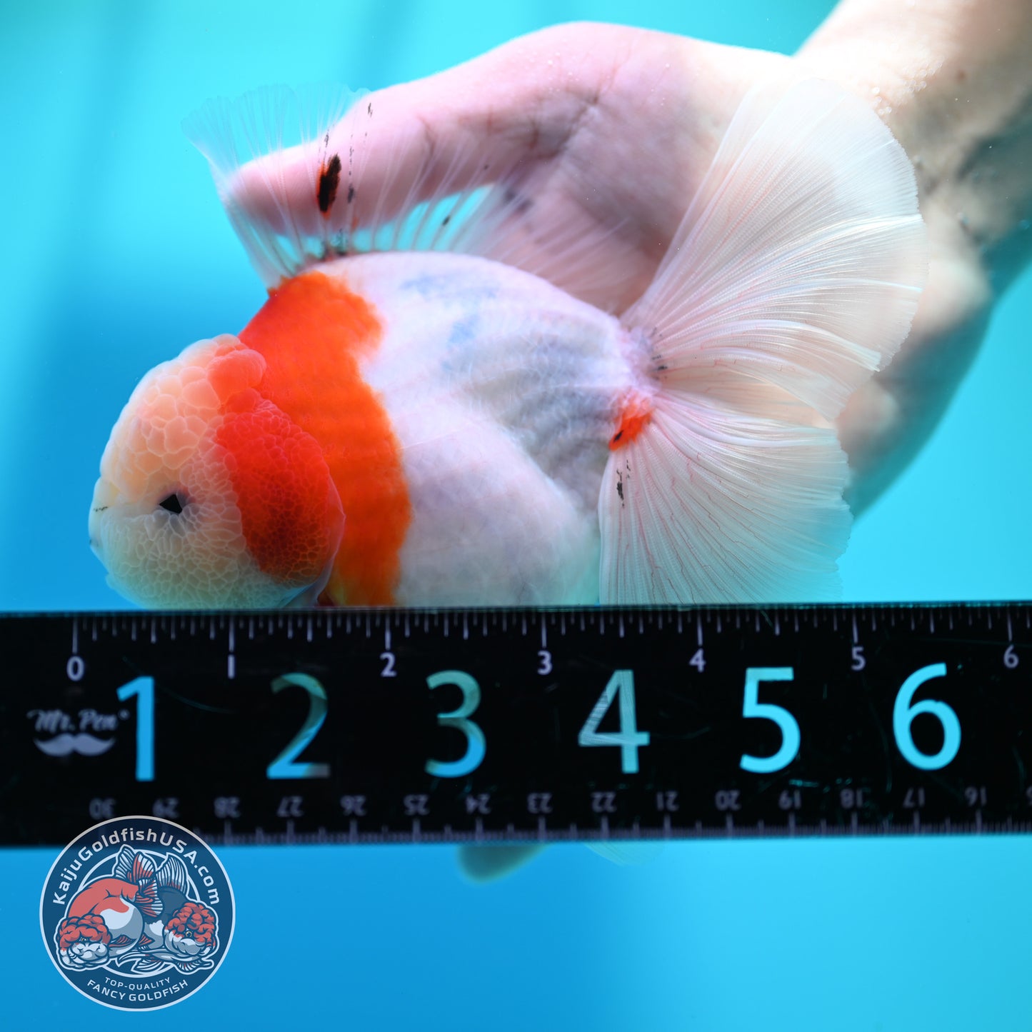 Sakura Orchid Tail Oranda 4 inch Body (260501_OR15)