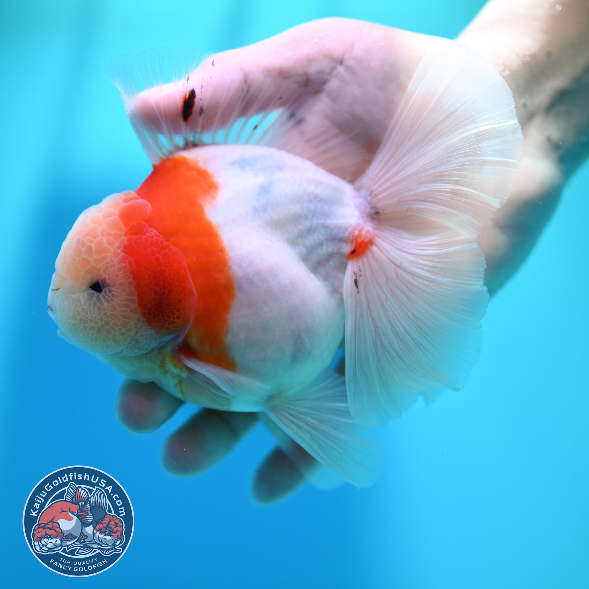 Sakura Orchid Tail Oranda 4 inch Body (260501_OR15)