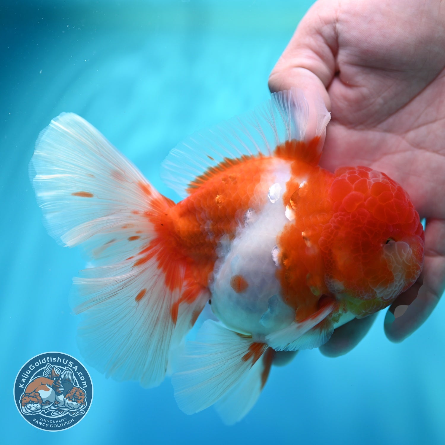 Sakura Orchid Tail Oranda 4 inch Body (260529_OR06)