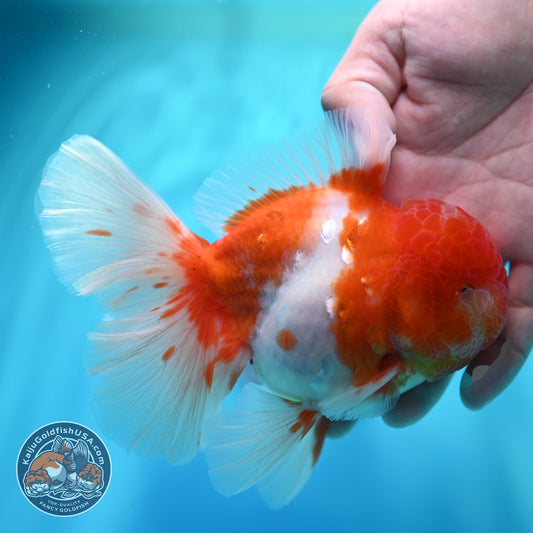 Sakura Orchid Tail Oranda 4 inch Body (260529_OR06)
