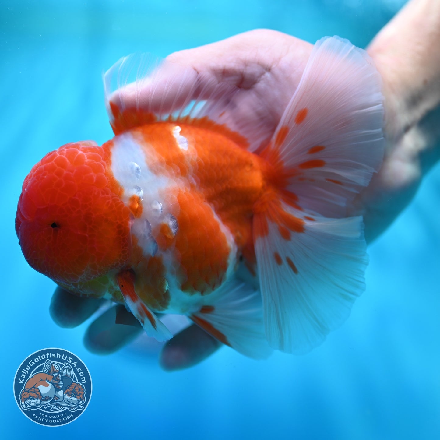 Sakura Orchid Tail Oranda 4 inch Body (260529_OR06)