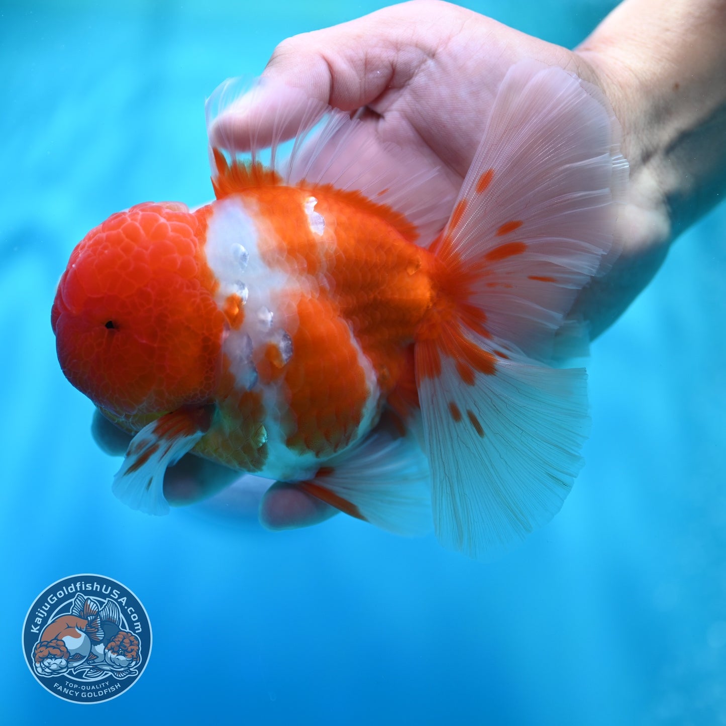 Sakura Orchid Tail Oranda 4 inch Body (260529_OR06)