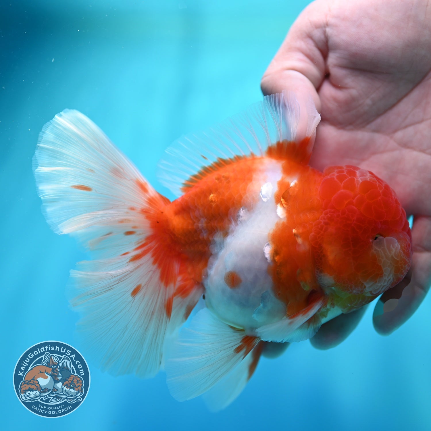 Sakura Orchid Tail Oranda 4 inch Body (260529_OR06)