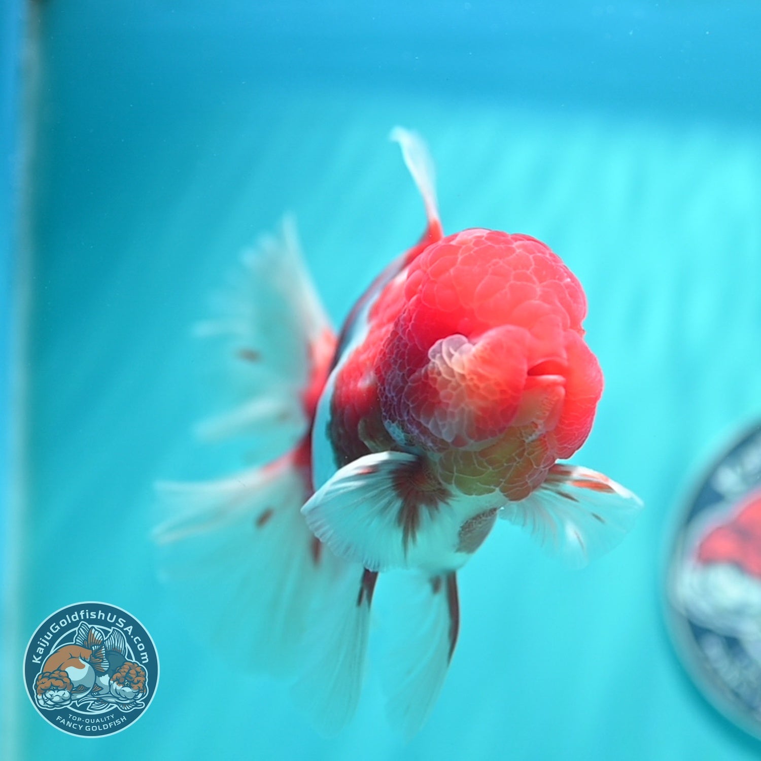 Sakura Orchid Tail Oranda 4 inch Body (260529_OR06)