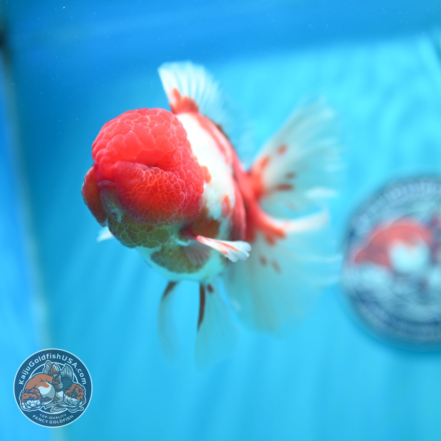 Sakura Orchid Tail Oranda 4 inch Body (260529_OR06)