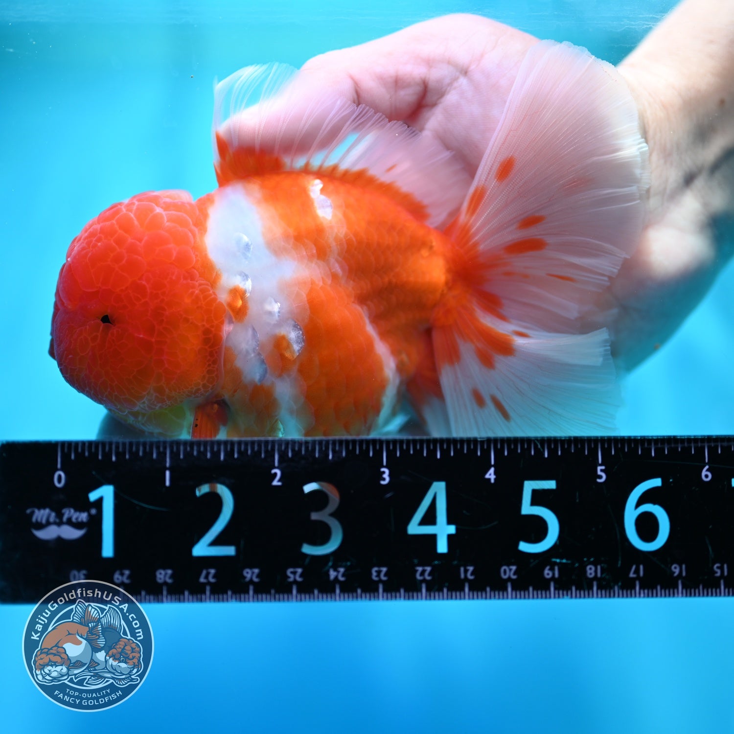 Sakura Orchid Tail Oranda 4 inch Body (260529_OR06)