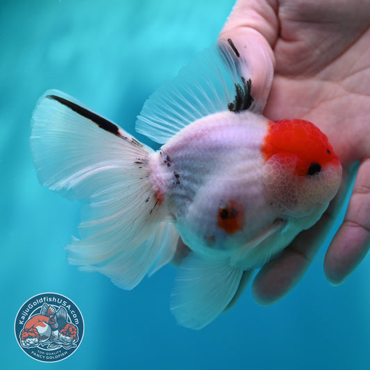 Sakura Orchid Tail Oranda inch Body (260501_OR11)