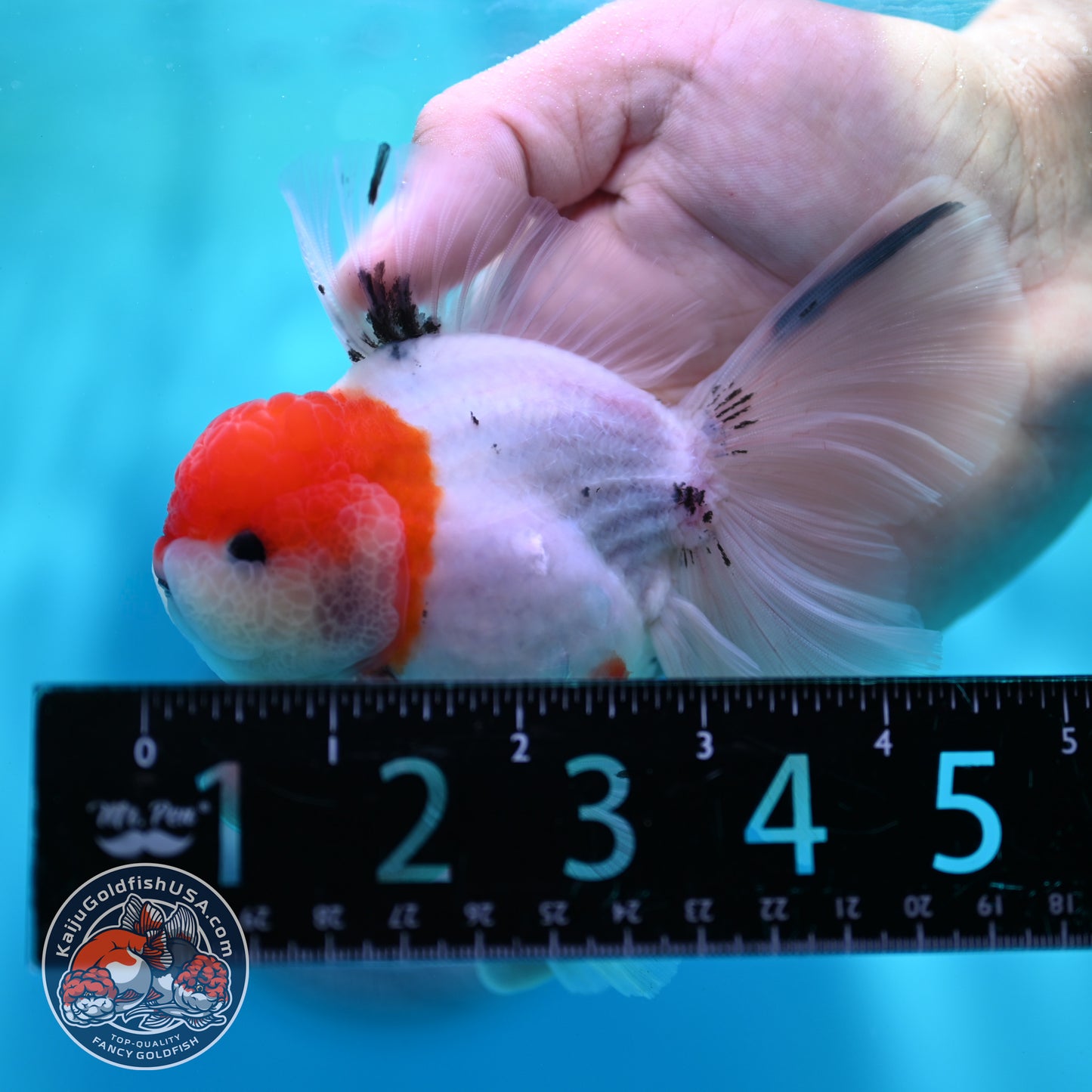 Sakura Orchid Tail Oranda inch Body (260501_OR11)