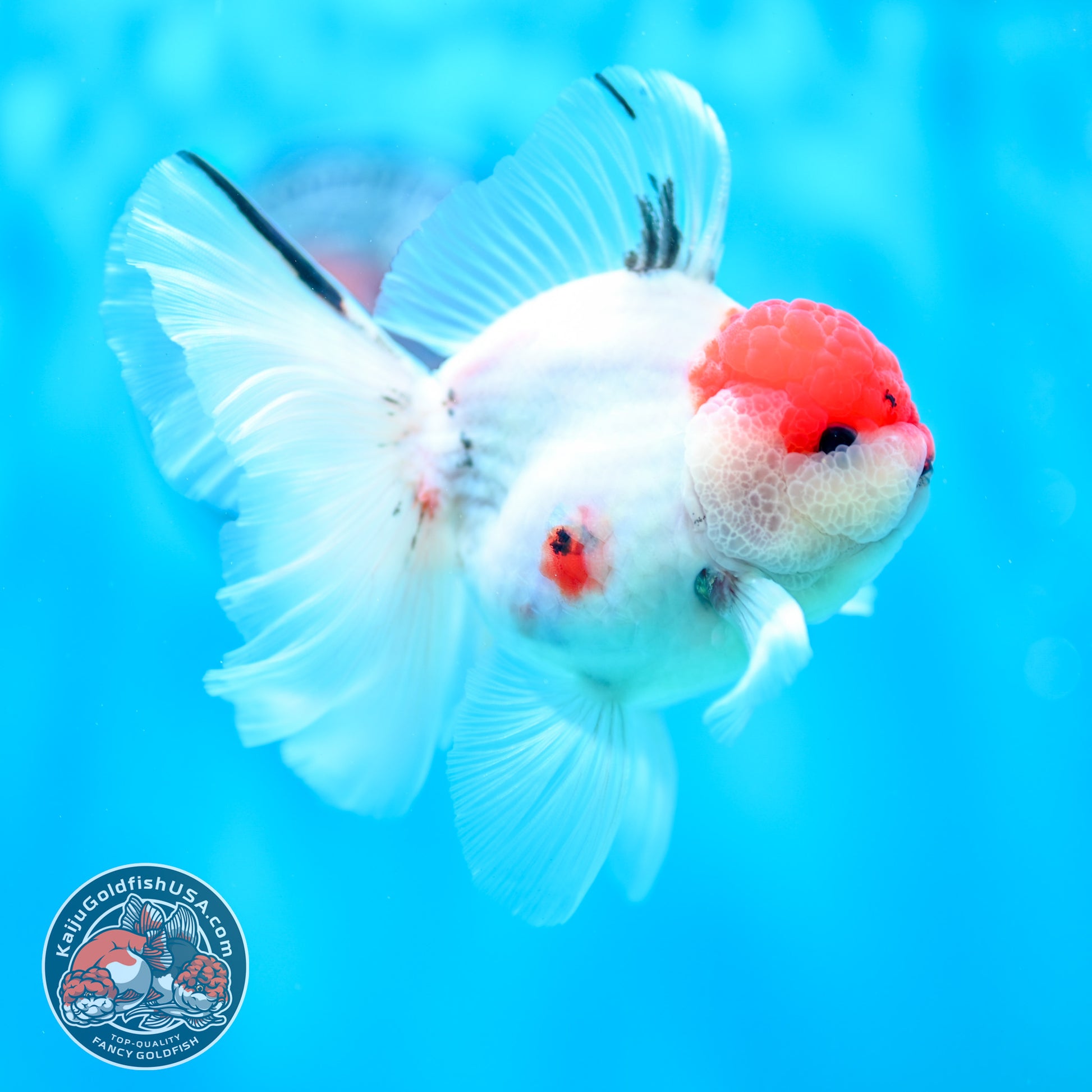 Sakura Orchid Tail Oranda inch Body (260501_OR11)