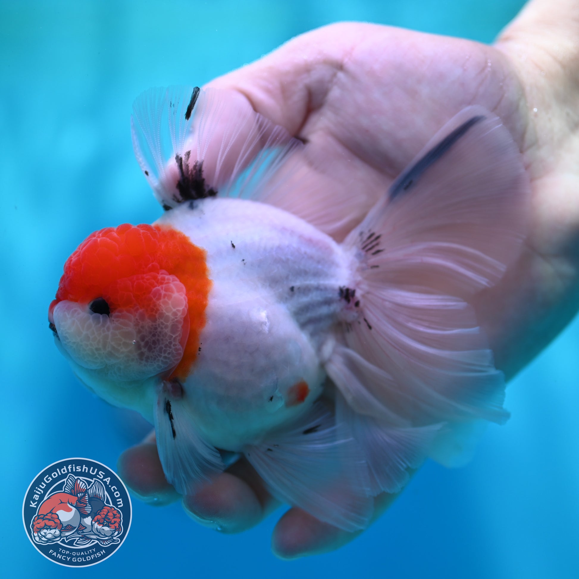 Sakura Orchid Tail Oranda inch Body (260501_OR11)