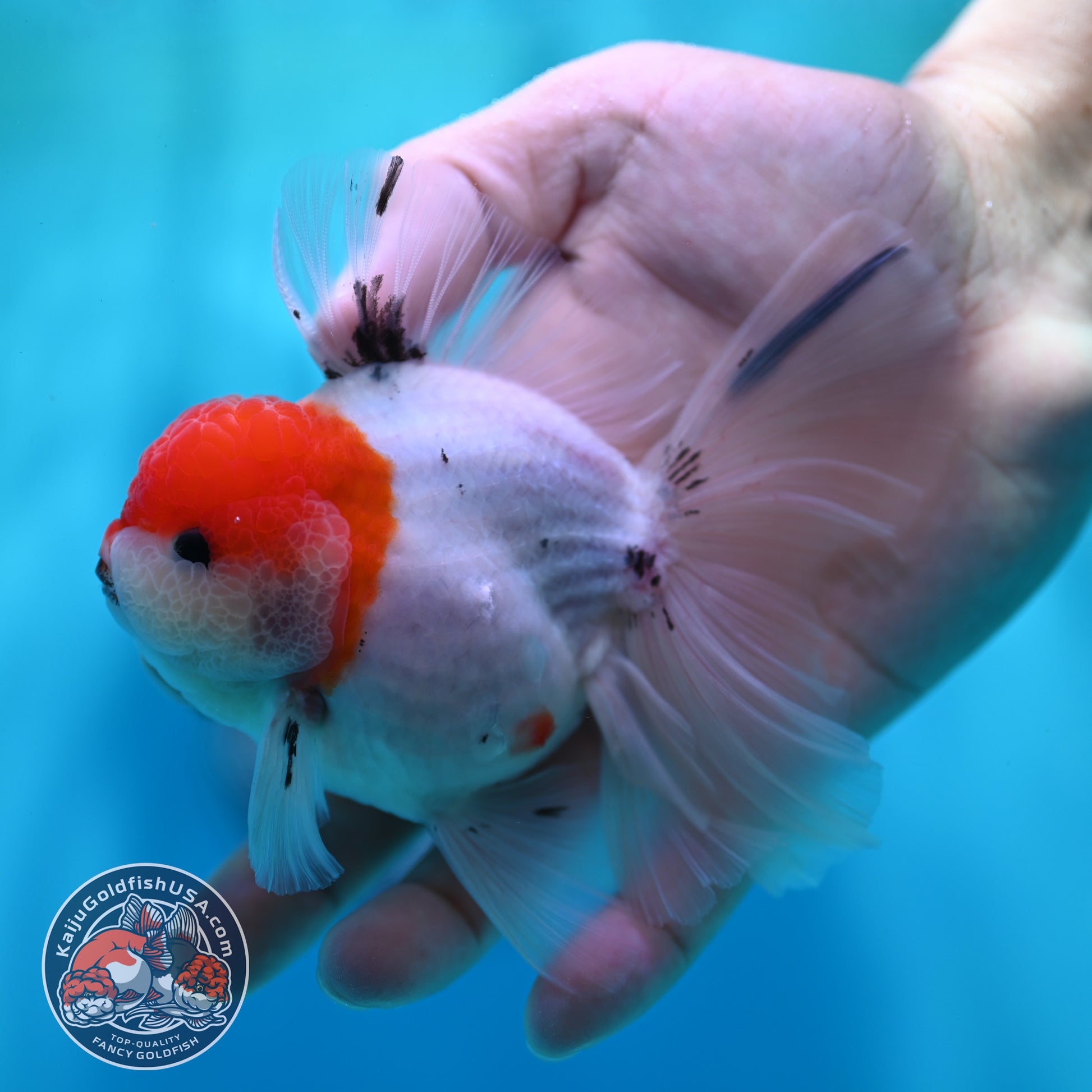 Sakura Orchid Tail Oranda inch Body (260501_OR11)