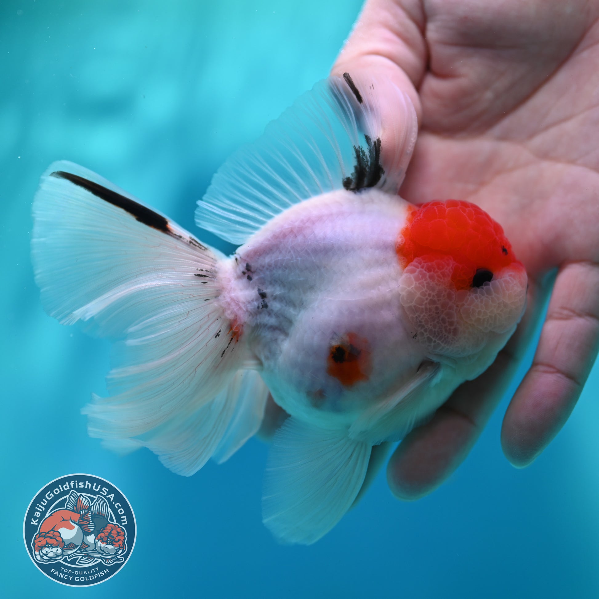 Sakura Orchid Tail Oranda inch Body (260501_OR11)