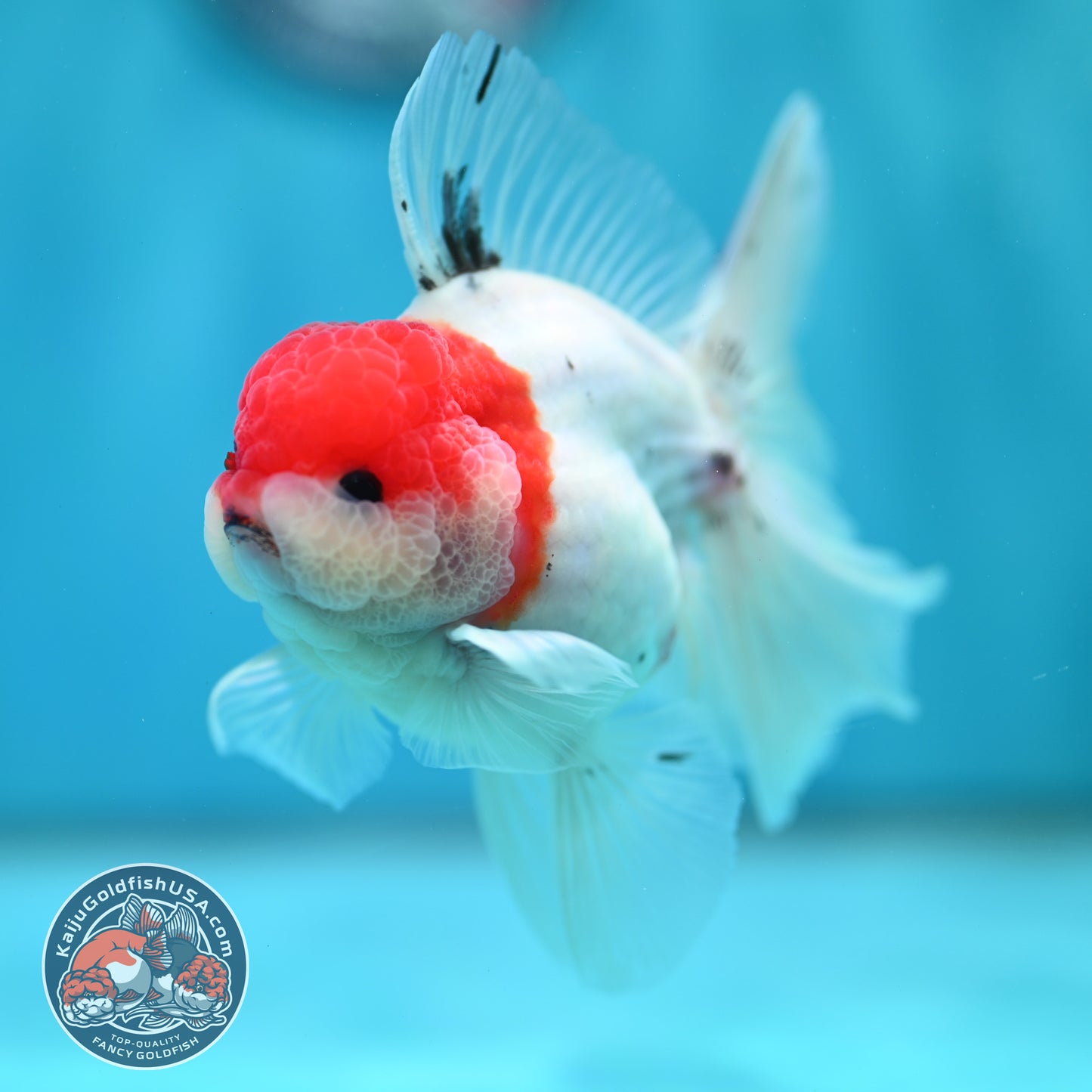 Sakura Orchid Tail Oranda inch Body (260501_OR11)