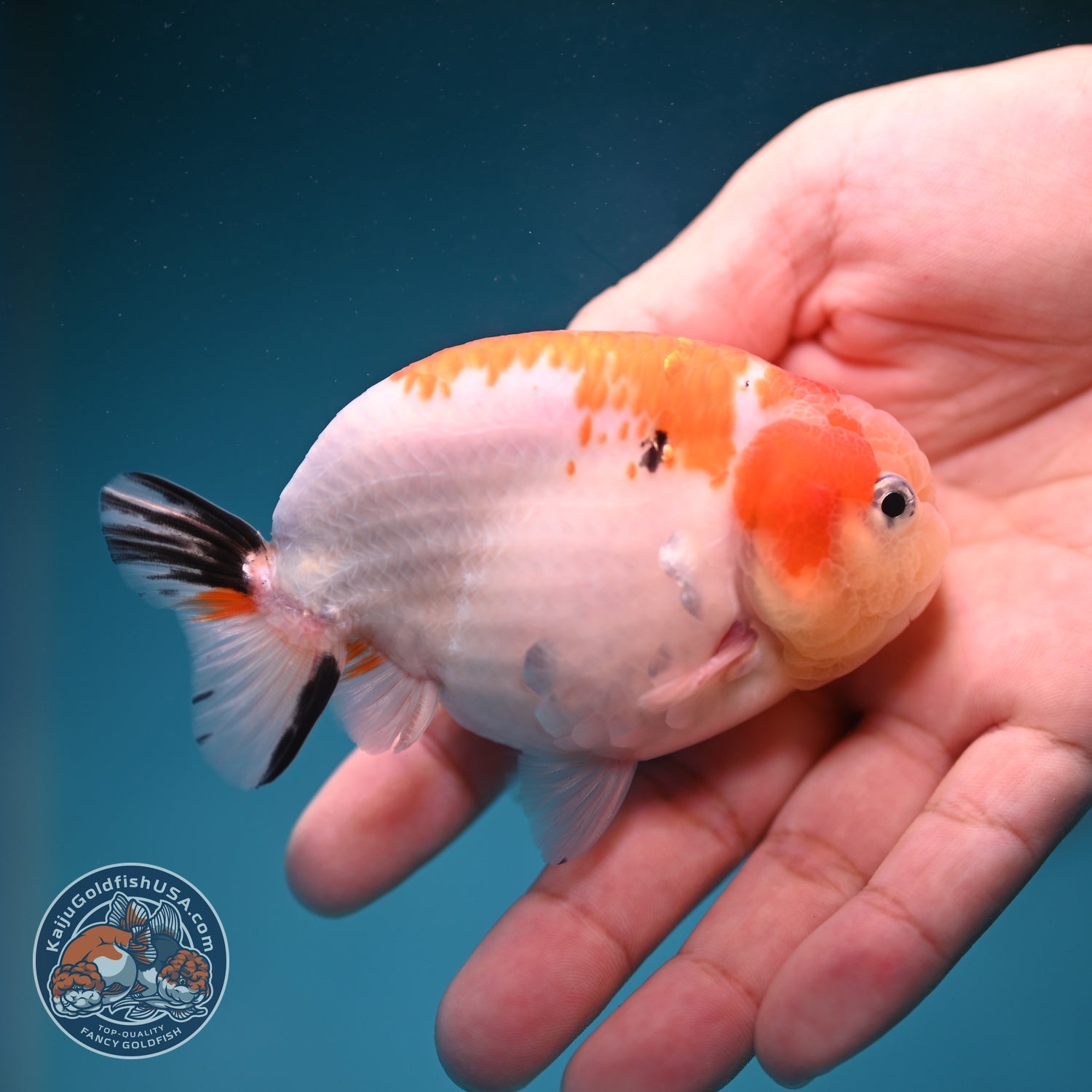 Sakura Ranchu 3.5 inch Body (260821_RC03)