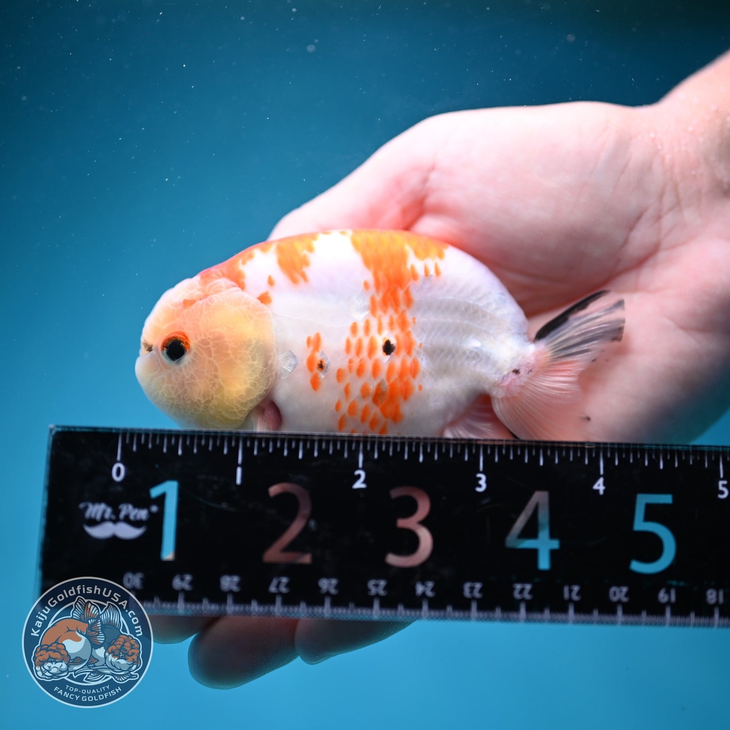 Sakura Ranchu 3.5 inch Body (260821_RC03)