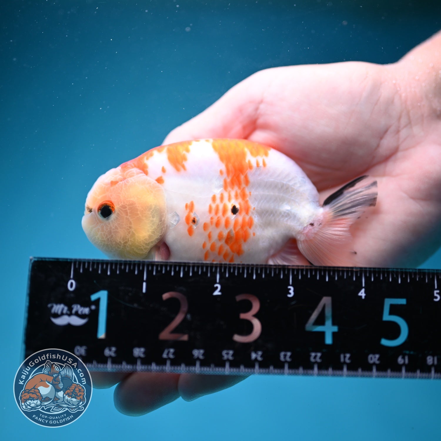 Sakura Ranchu 3.5 inch Body (260821_RC03)