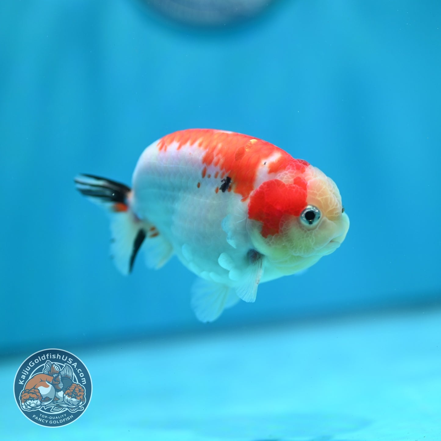 Sakura Ranchu 3.5 inch Body (260821_RC03)