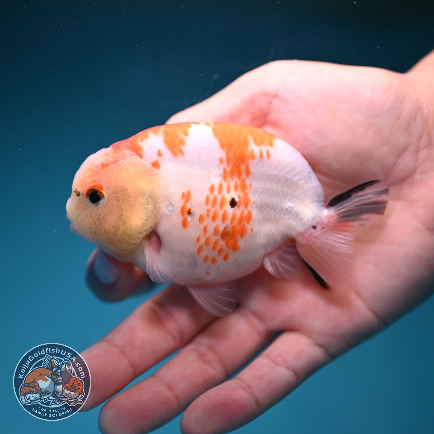 Sakura Ranchu 3.5 inch Body (260821_RC03)