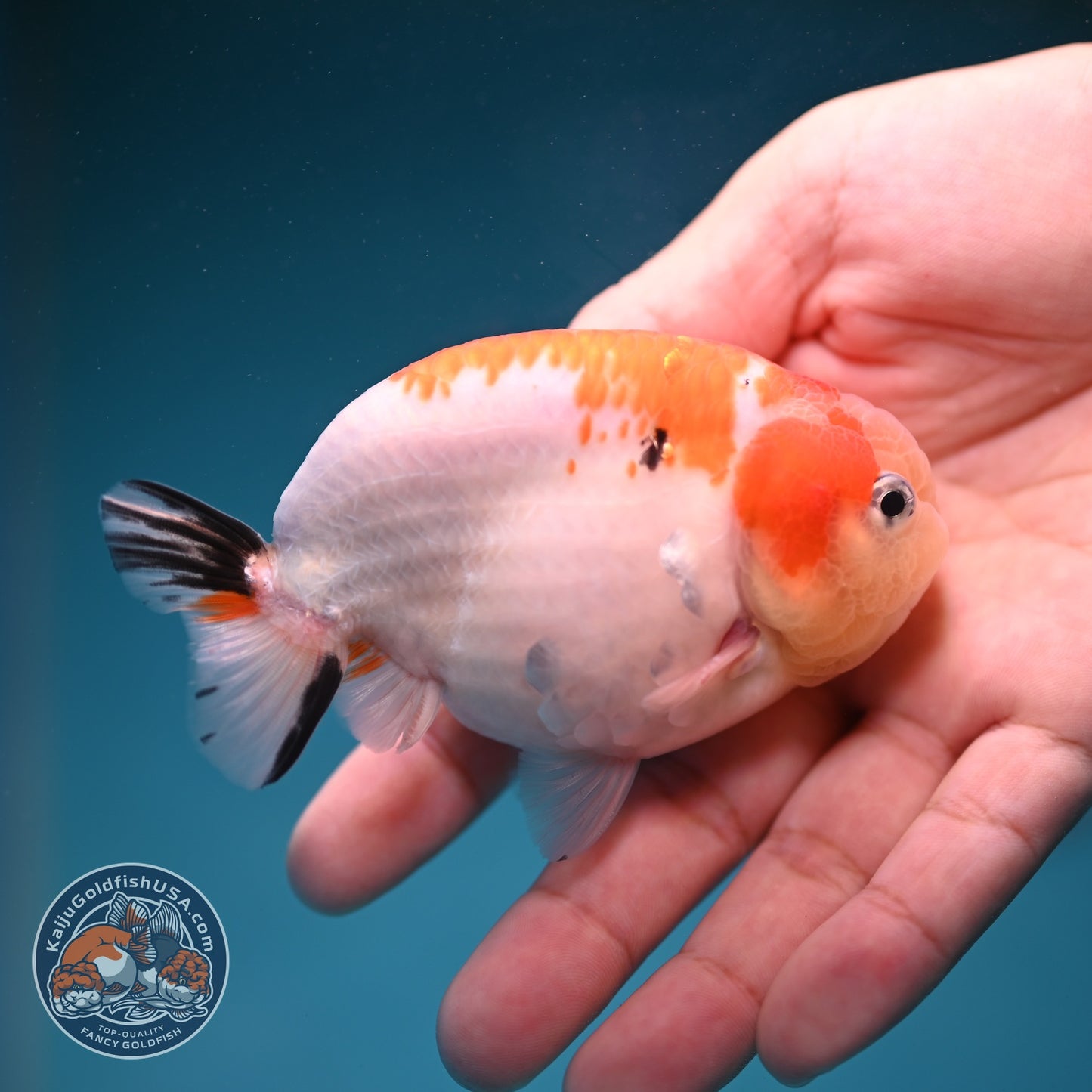 Sakura Ranchu 3.5 inch Body (260821_RC03)