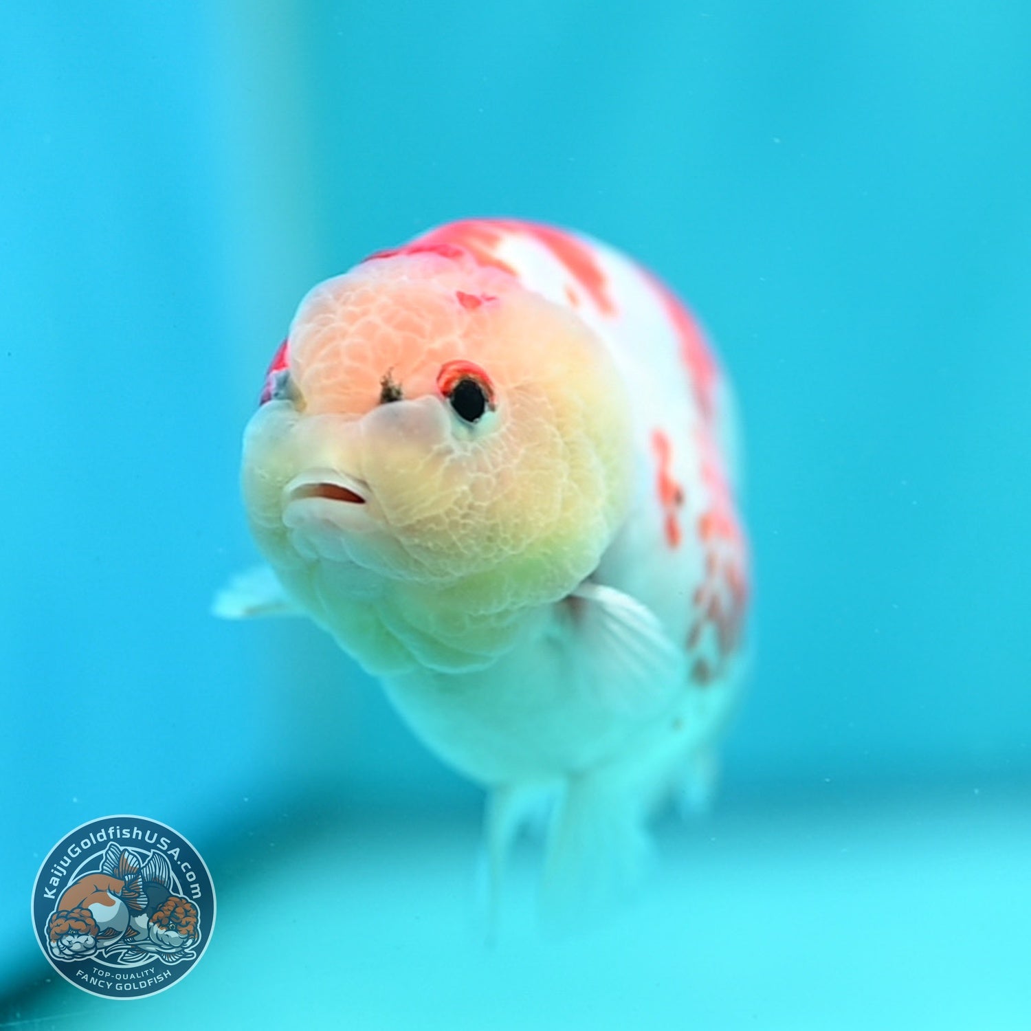 Sakura Ranchu 3.5 inch Body (260821_RC03)