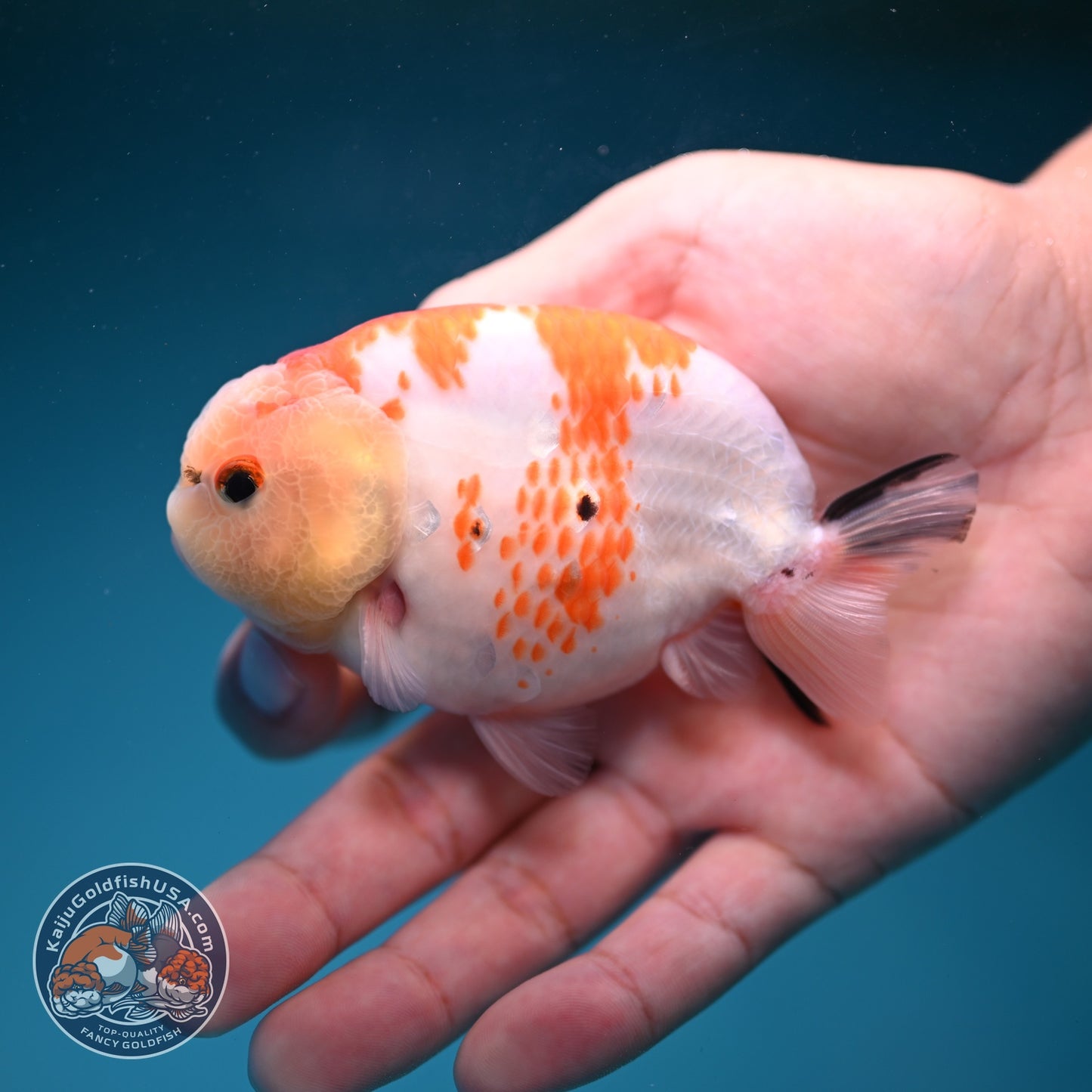 Sakura Ranchu 3.5 inch Body (260821_RC03)